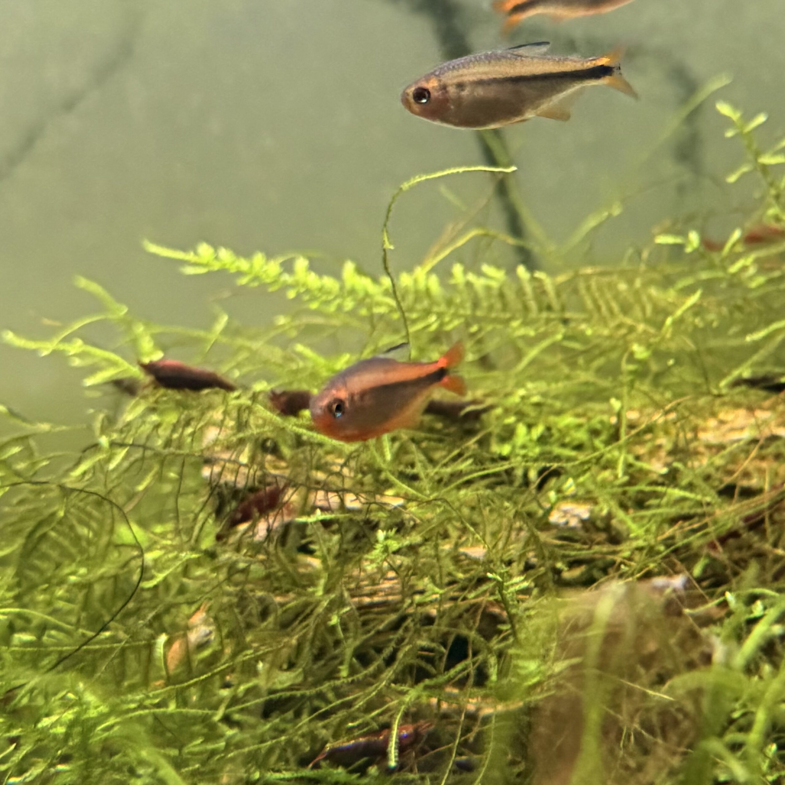 Fire Ant Tetra - Image 5