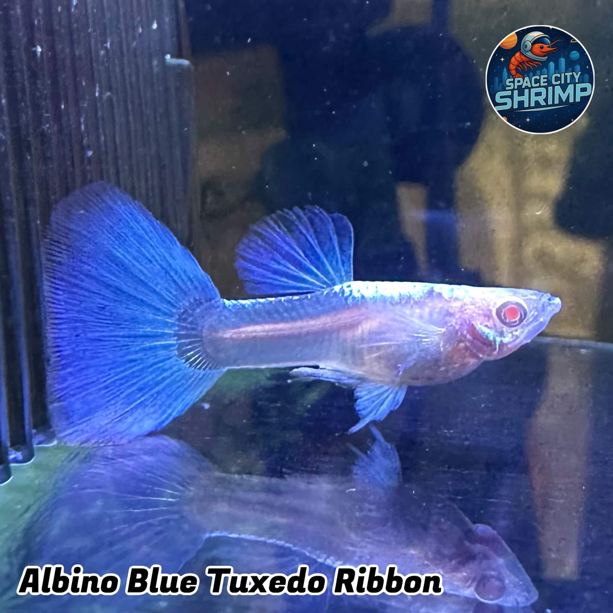 Blue Tuxedo Albino Ribbon - Image 2