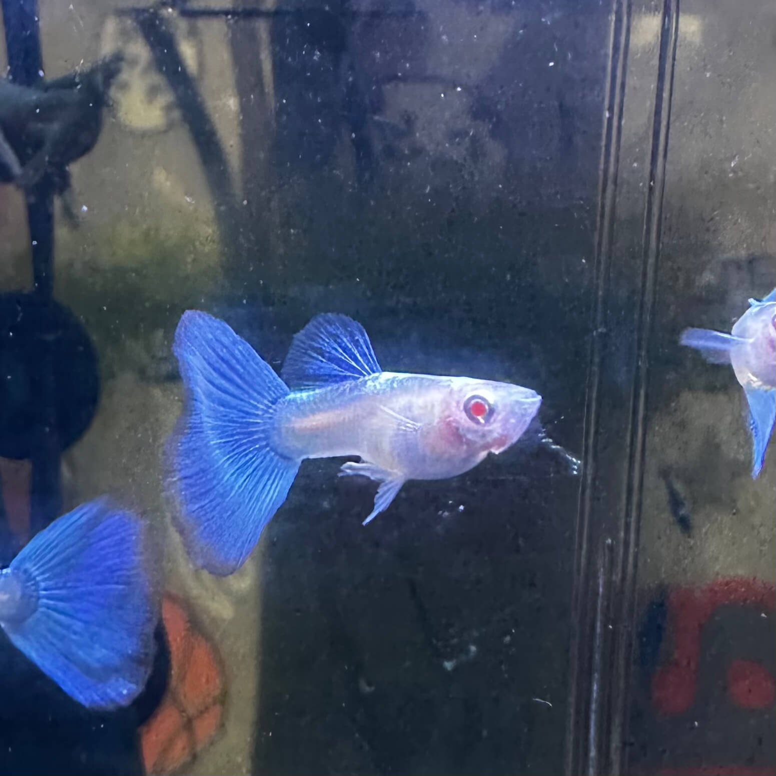 Blue Tuxedo Albino Ribbon - Image 6