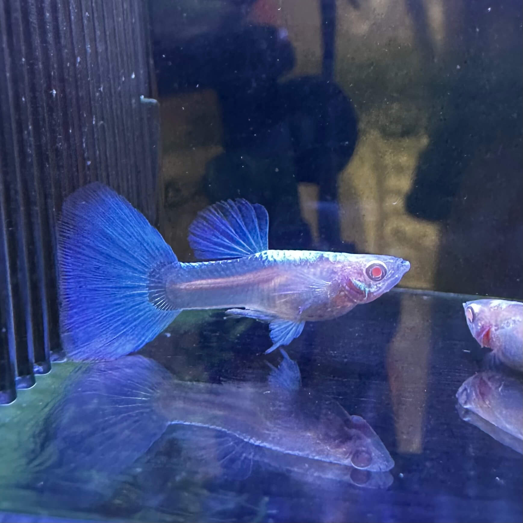 Blue Tuxedo Albino Ribbon - Image 3
