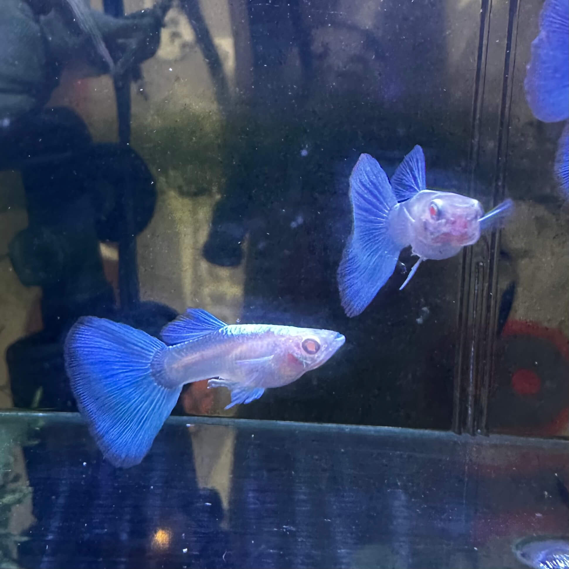 Blue Tuxedo Albino Ribbon - Image 4