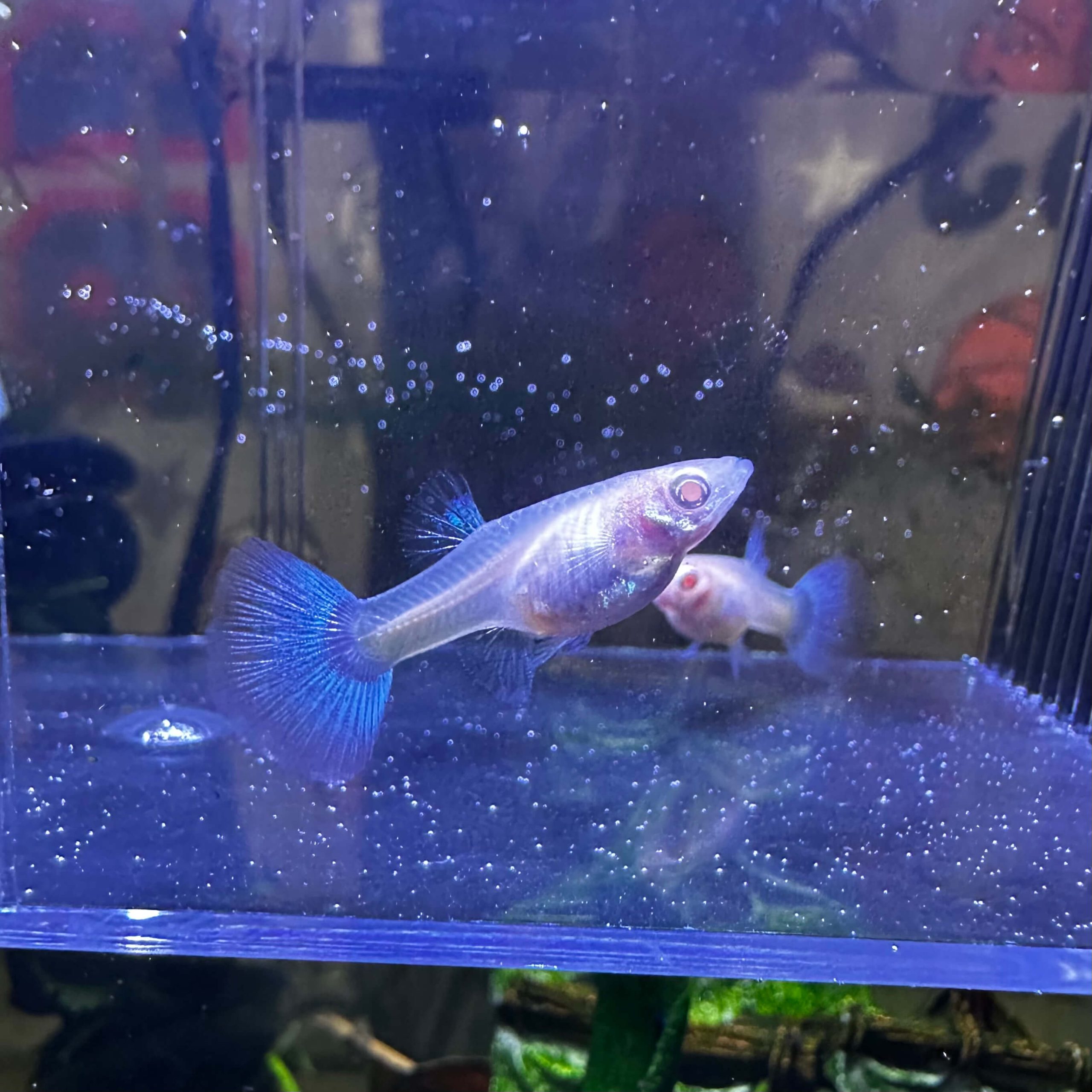 Blue Tuxedo Albino Ribbon - Image 5