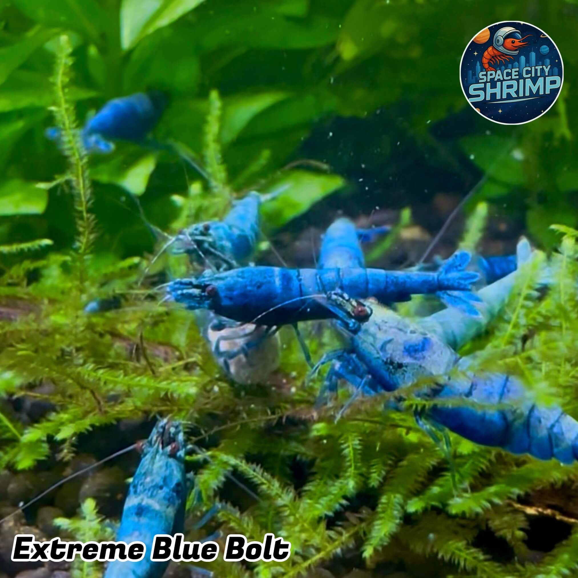 Extreme Blue Bolt - Image 6