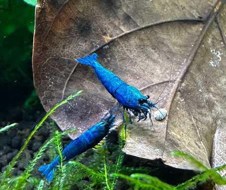Extreme Blue Bolt