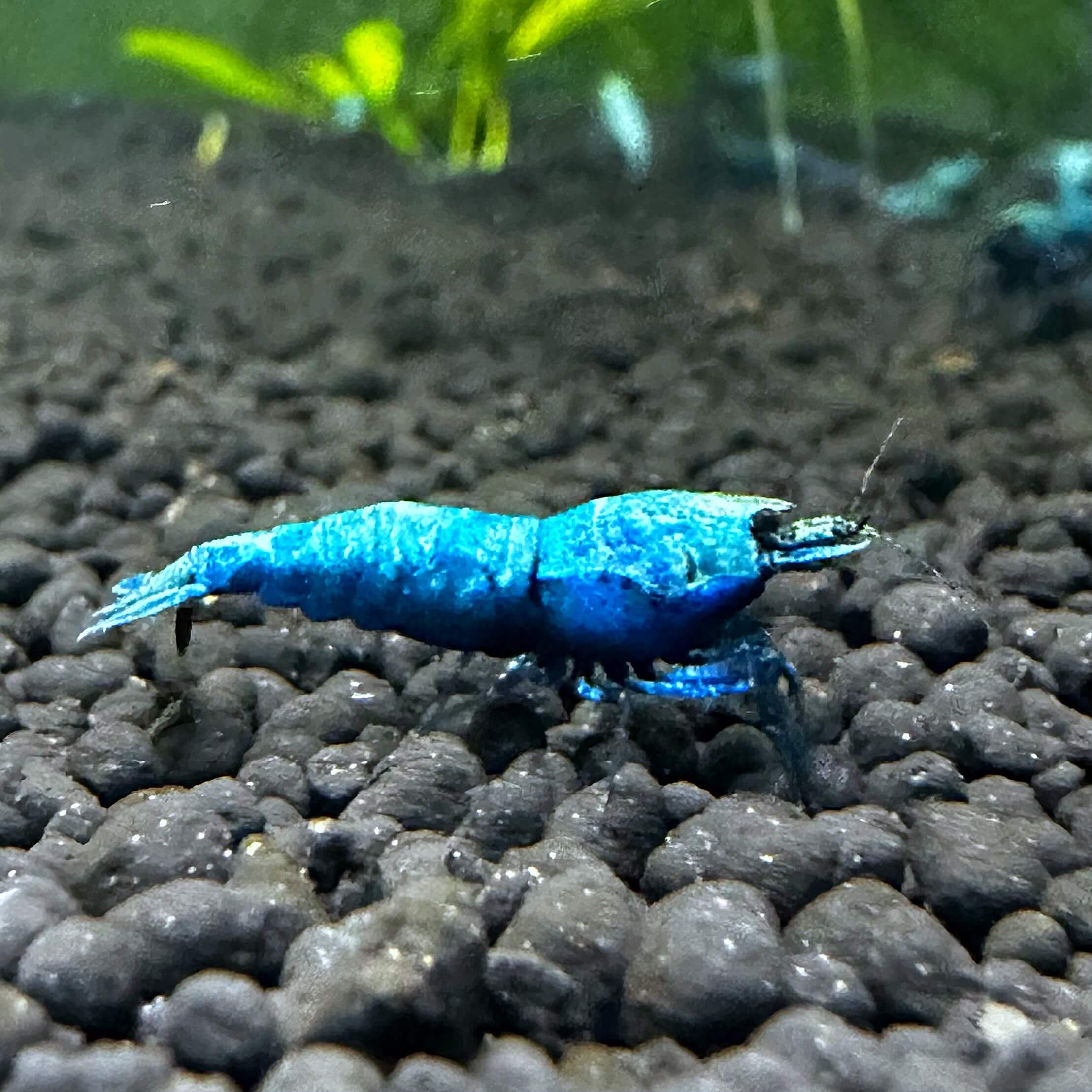 Extreme Blue Bolt - Image 10