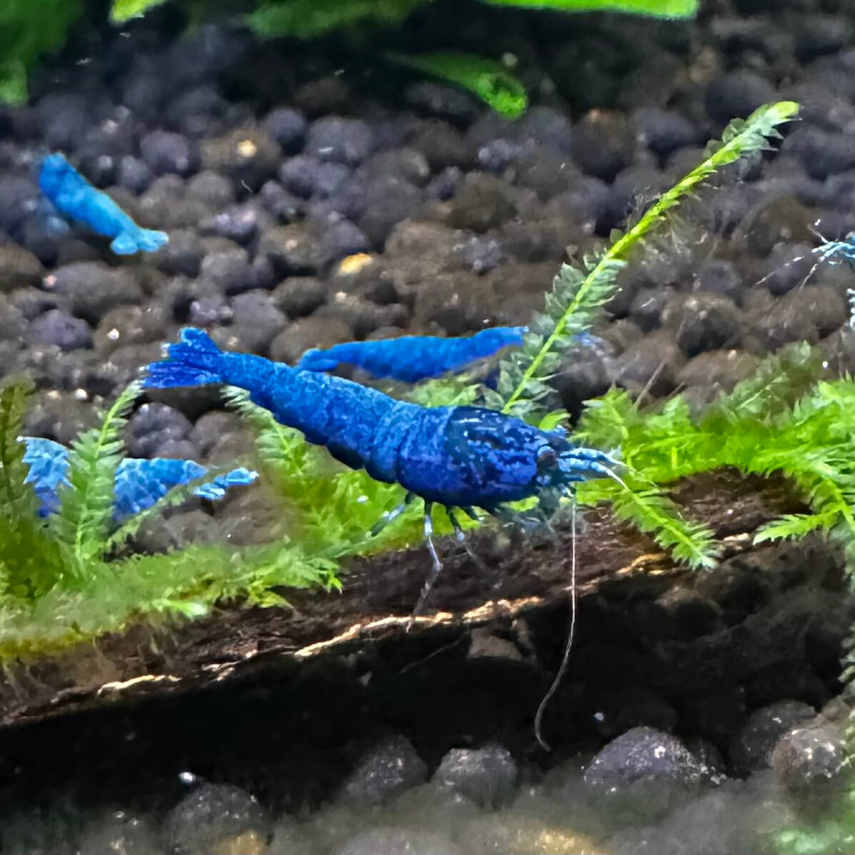 Extreme Blue Bolt - Image 5