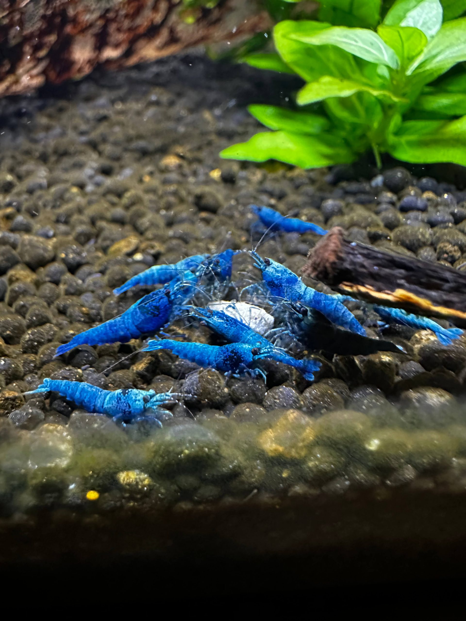 Extreme Blue Bolt - Image 11