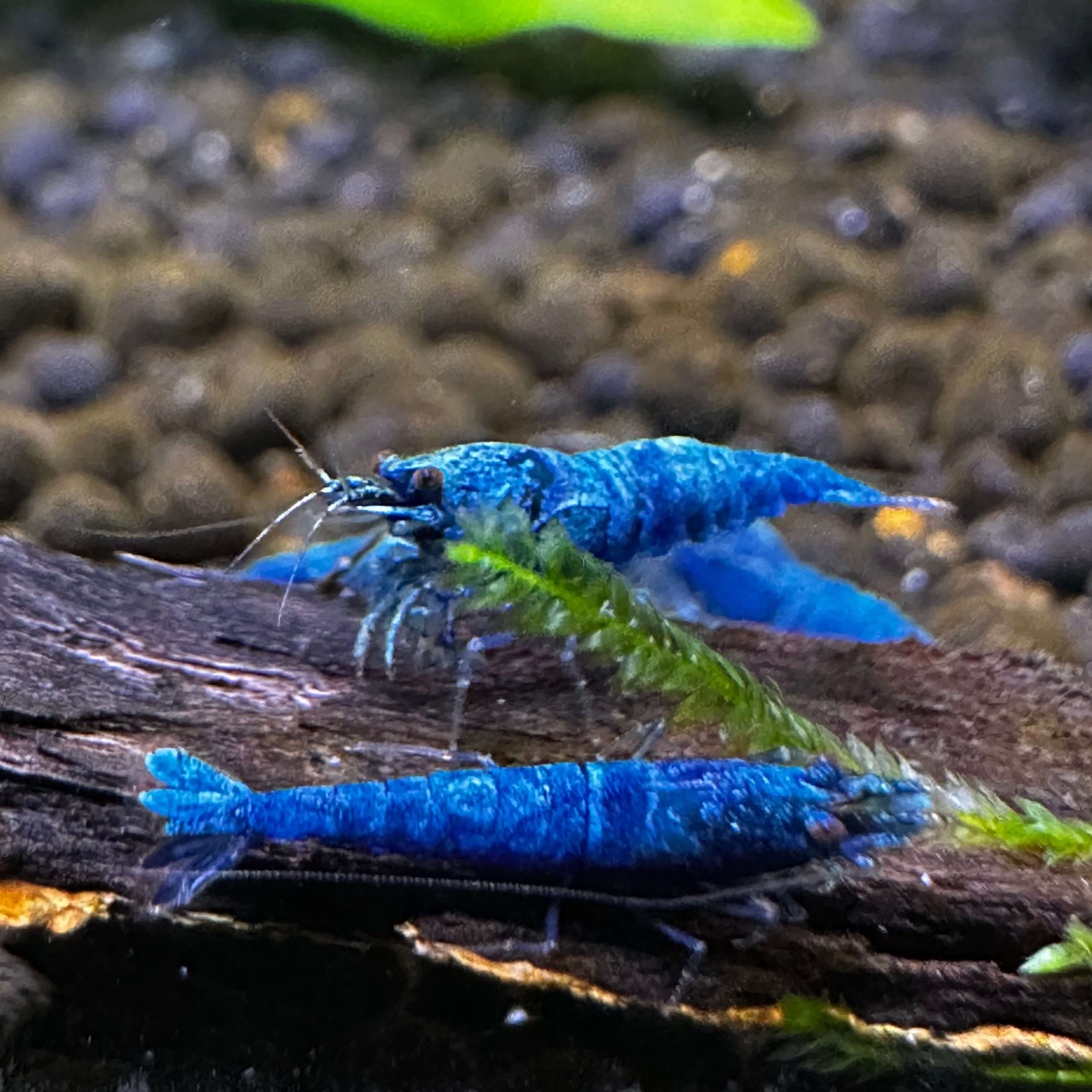 Extreme Blue Bolt - Image 7