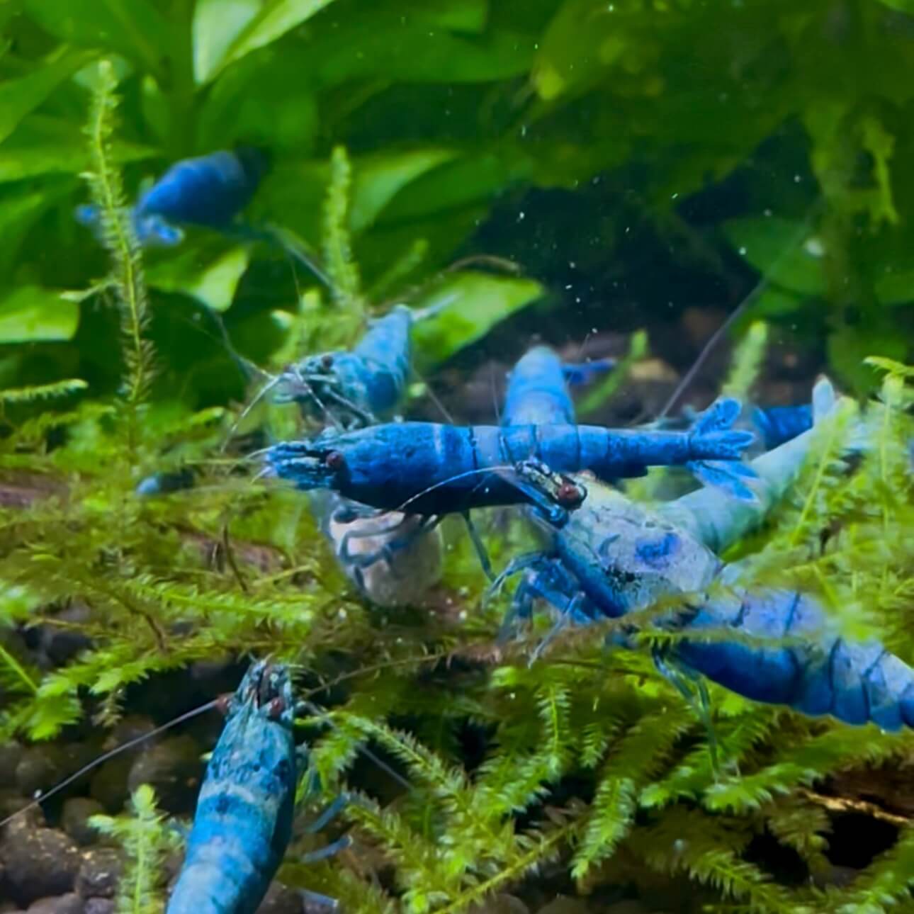 Extreme Blue Bolt - Image 3