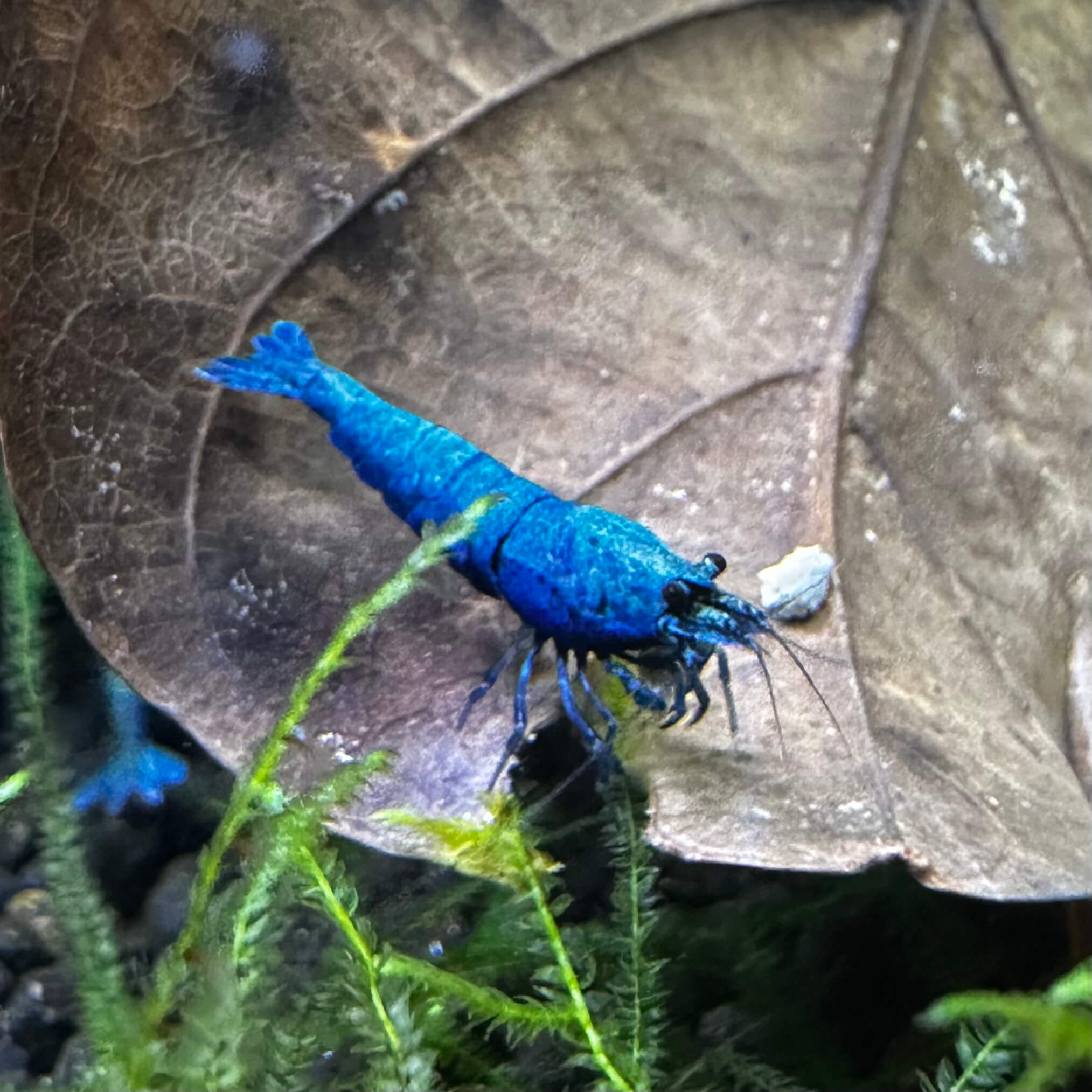 Extreme Blue Bolt - Image 4