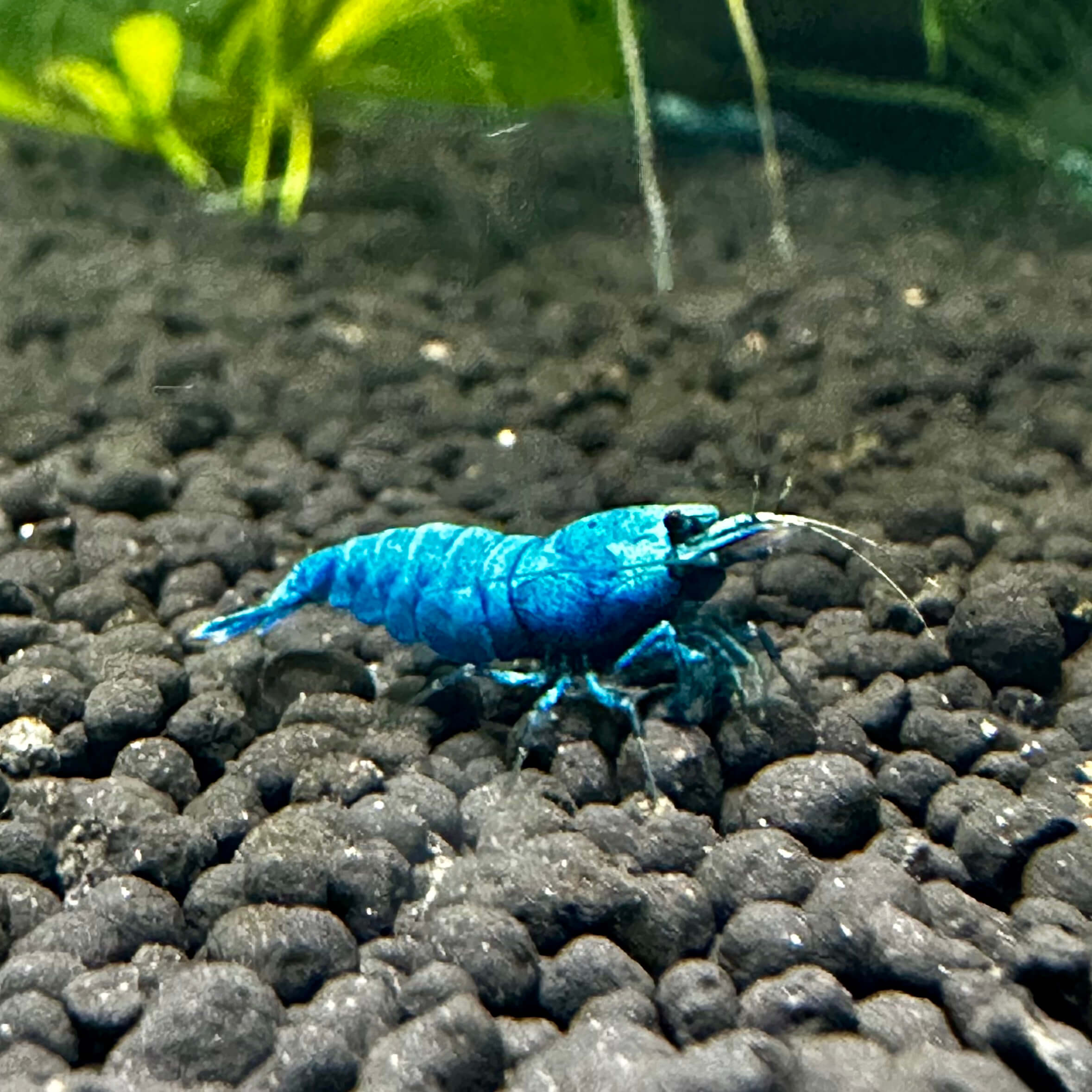 Extreme Blue Bolt - Image 2