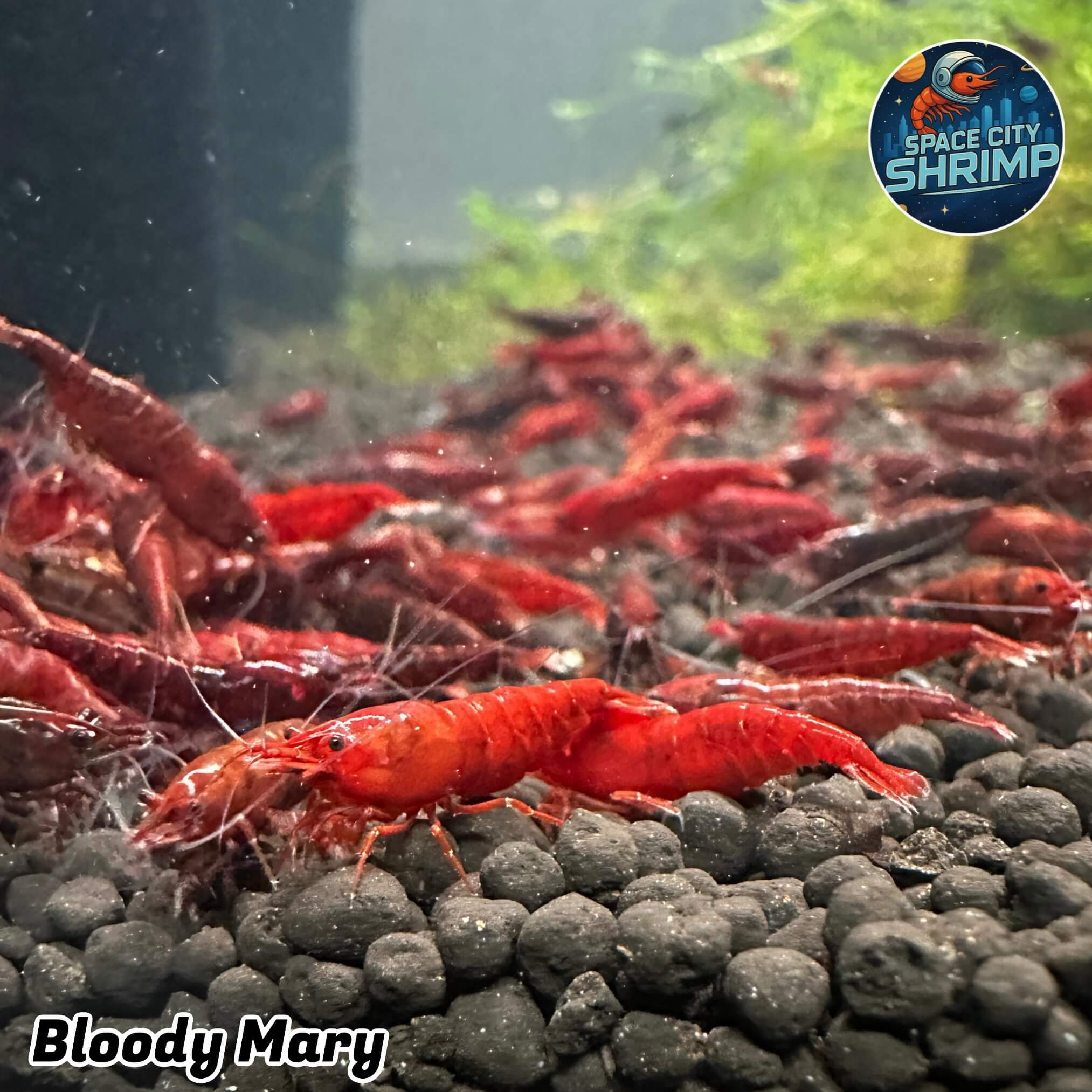 Bloody Mary - Image 7