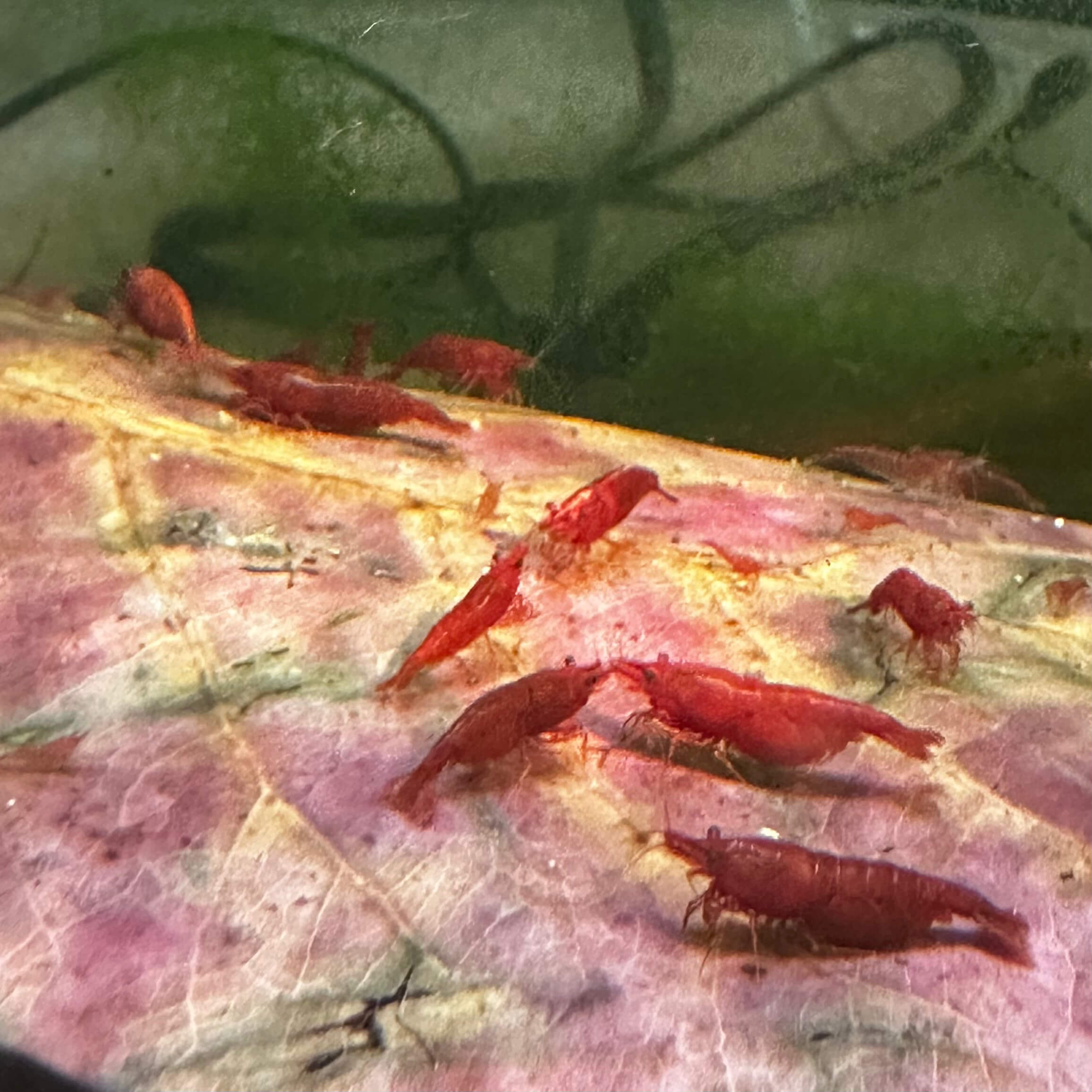 Bloody Mary