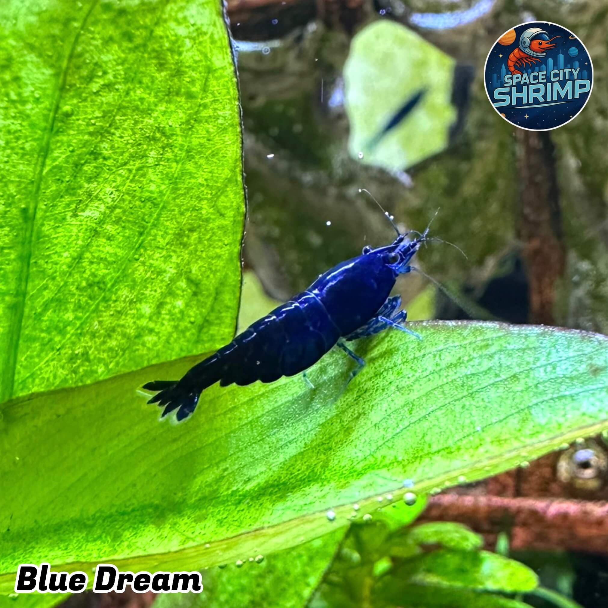 Blue Dream