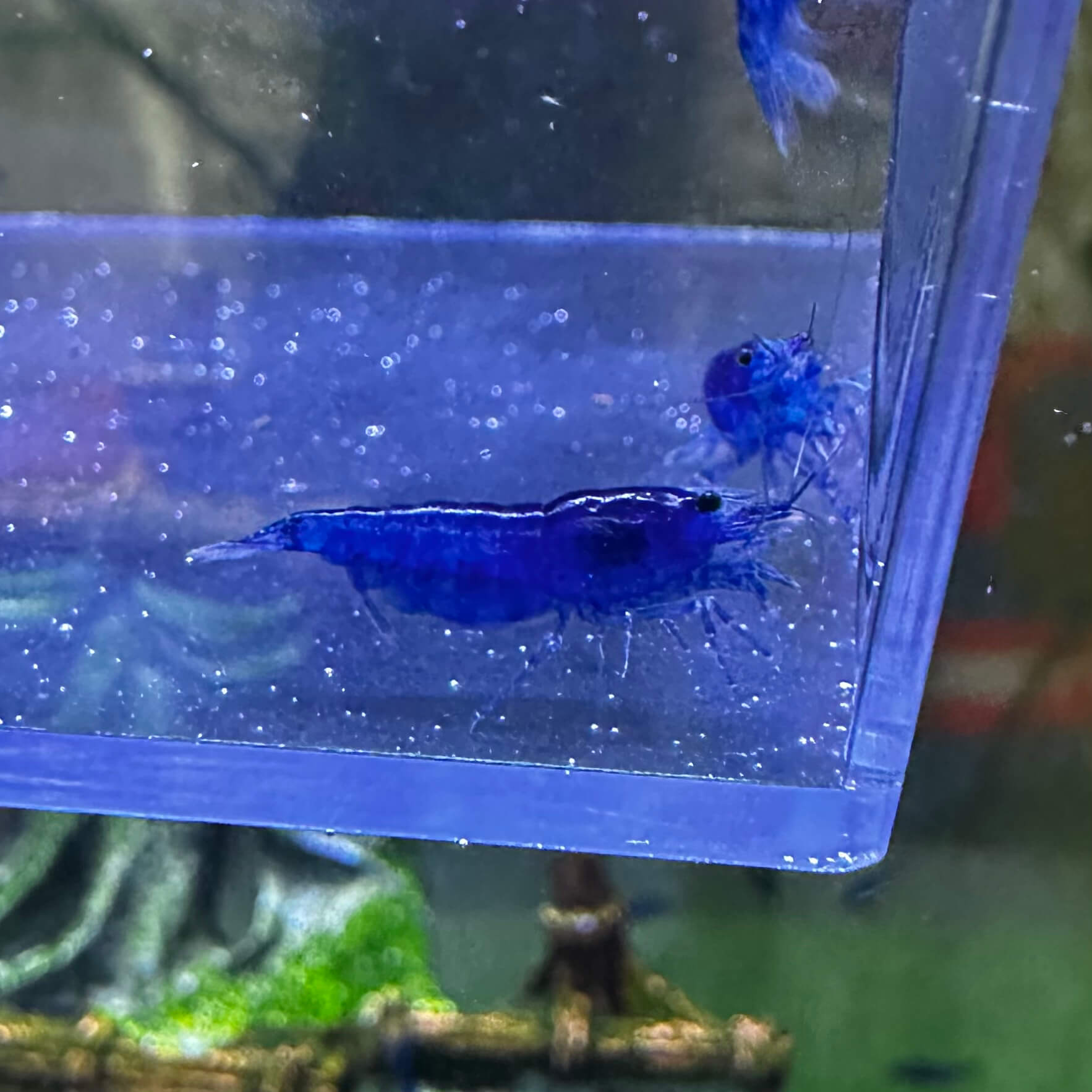 Blue Dream - Image 4