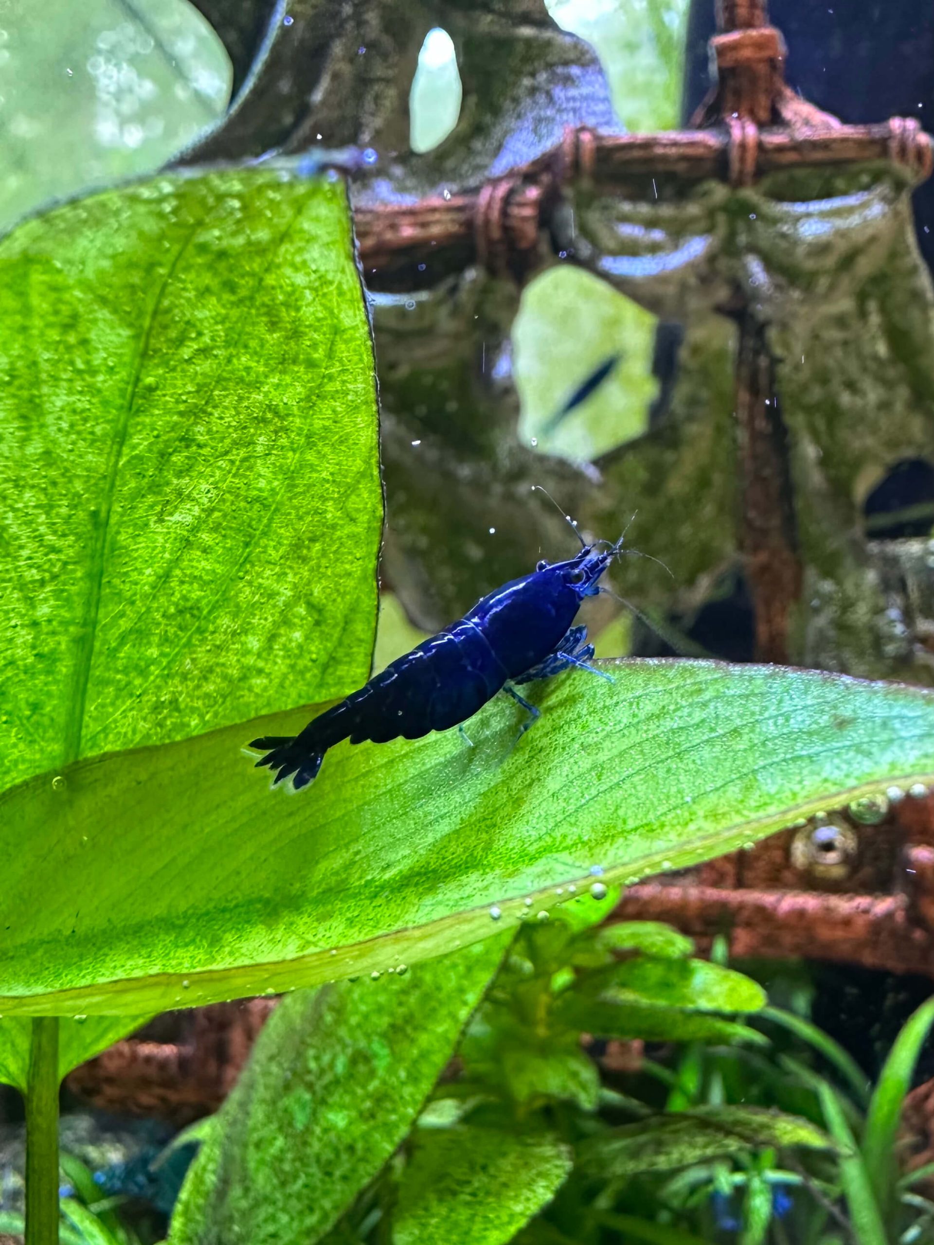 Blue Dream - Image 2