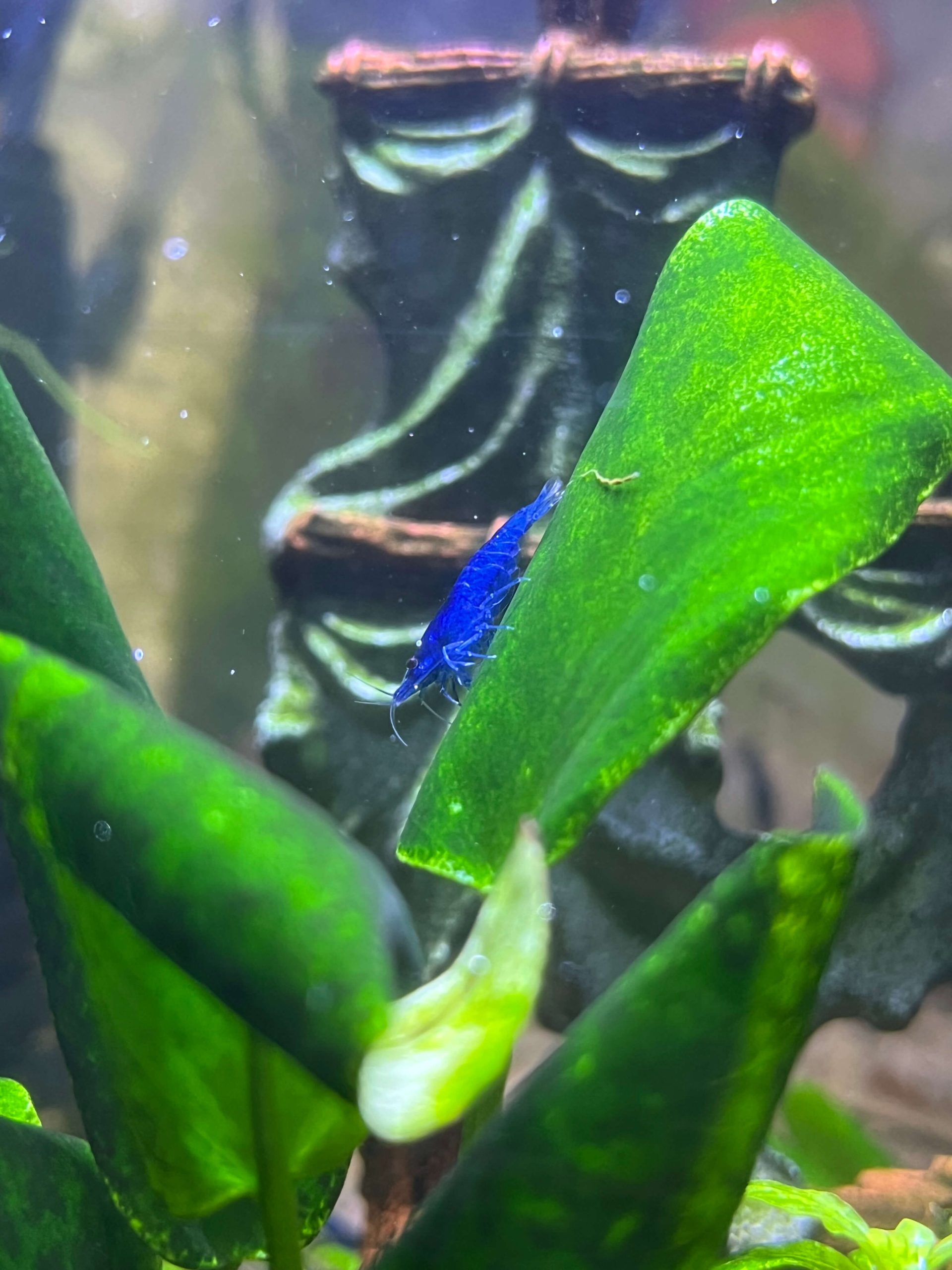 Blue Dream - Image 3