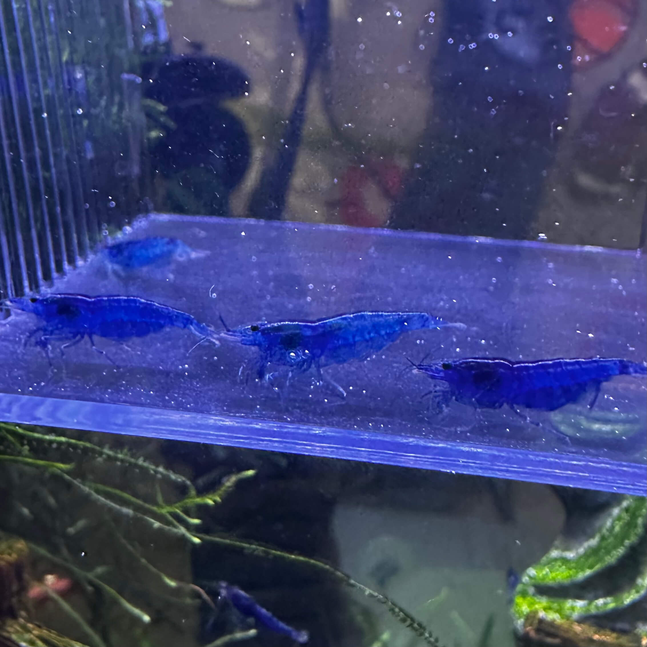 Blue Dream - Image 5