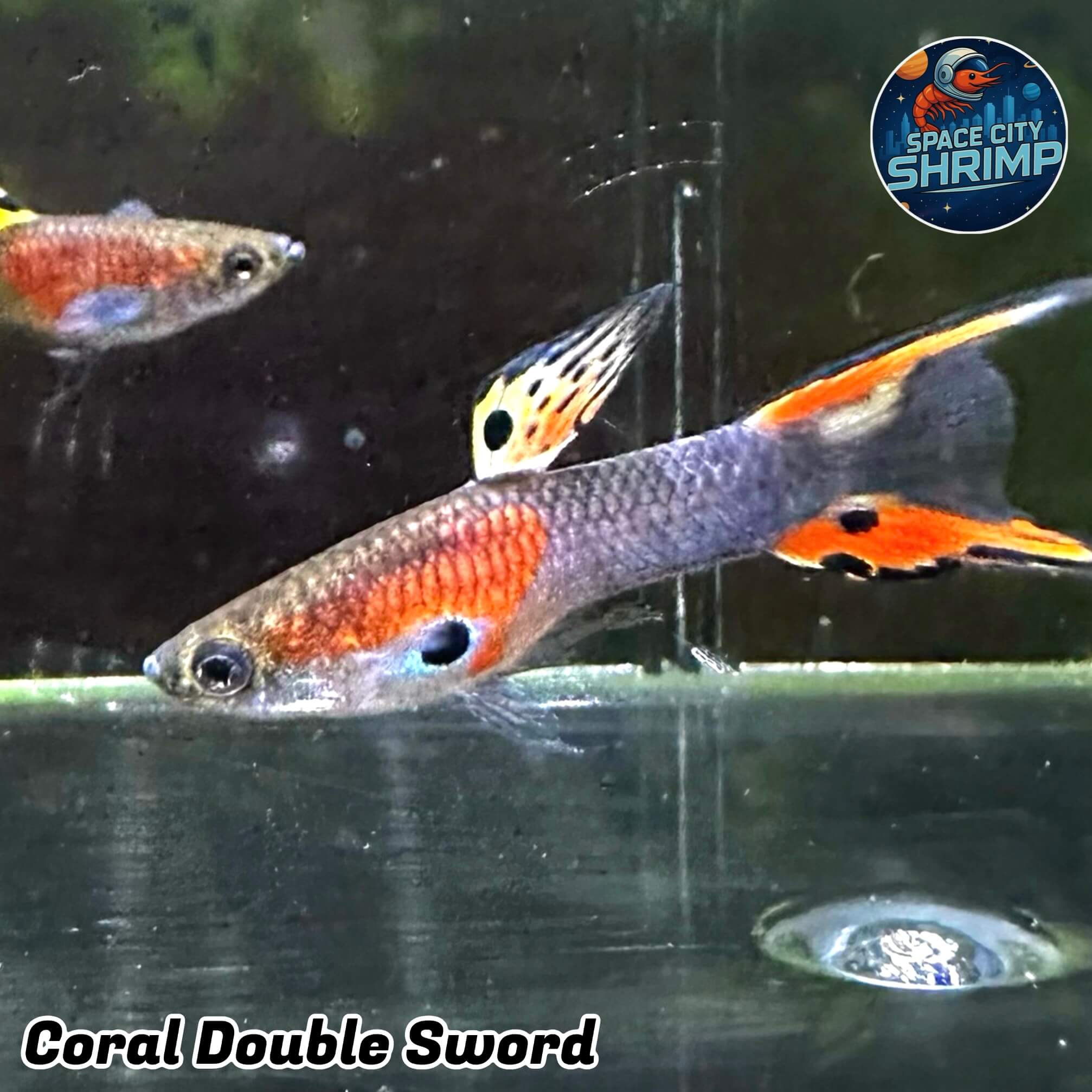 Coral Double Sword - Image 3