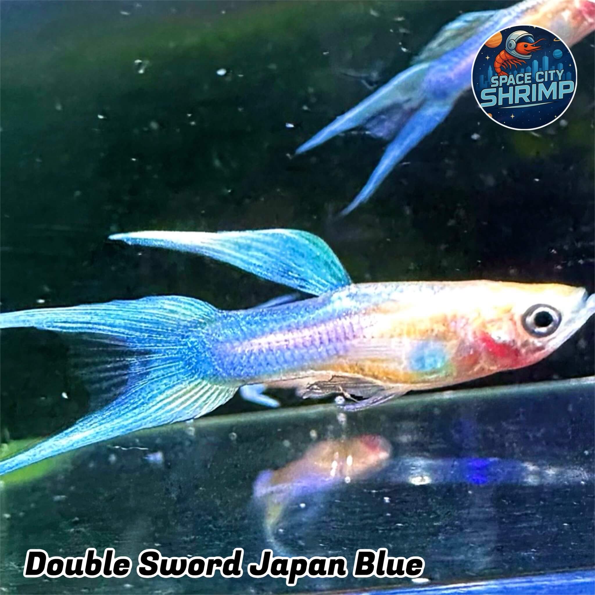Double Sword Japan Blue - Image 2