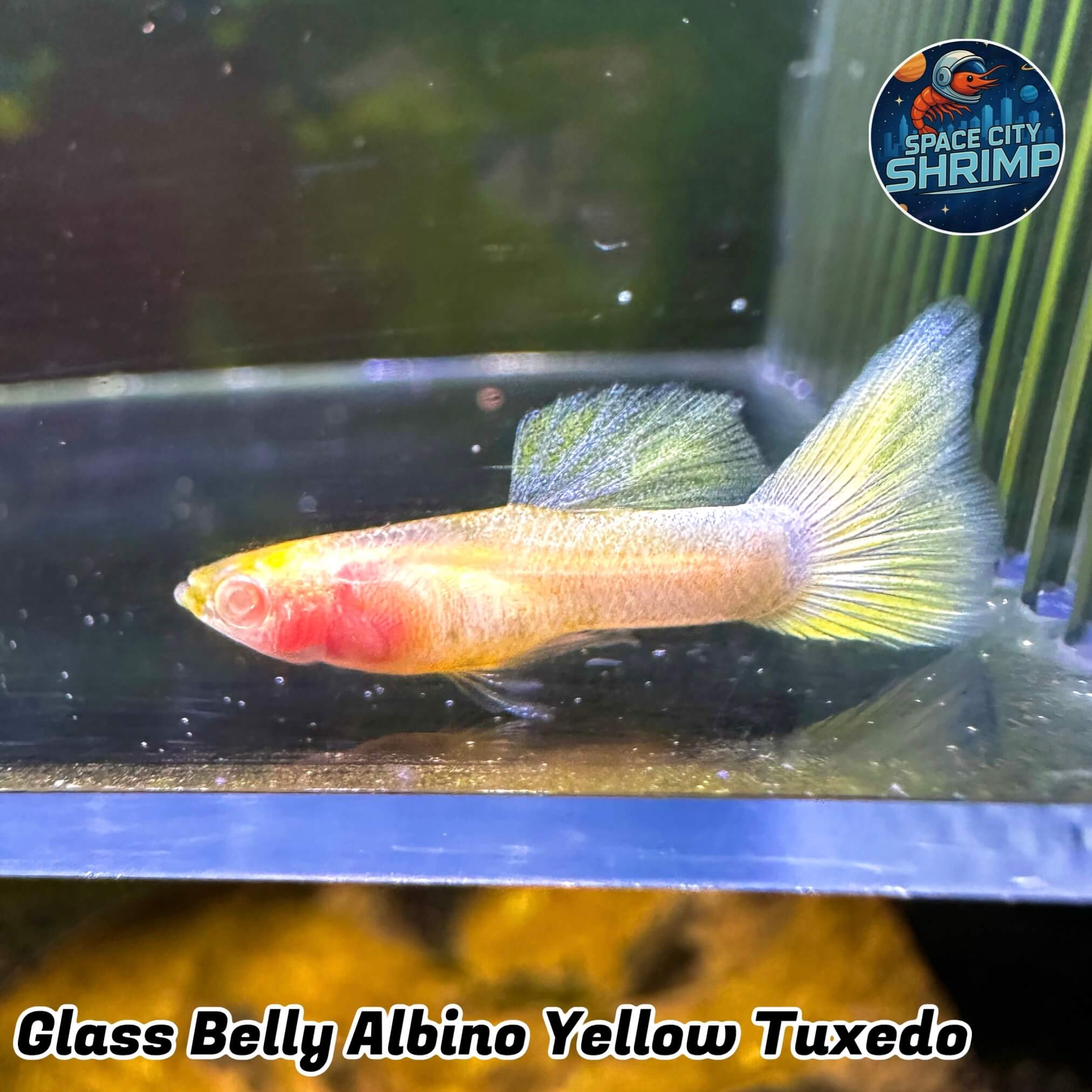 Glass Belly Albink Yellow Tuxedo - Image 2