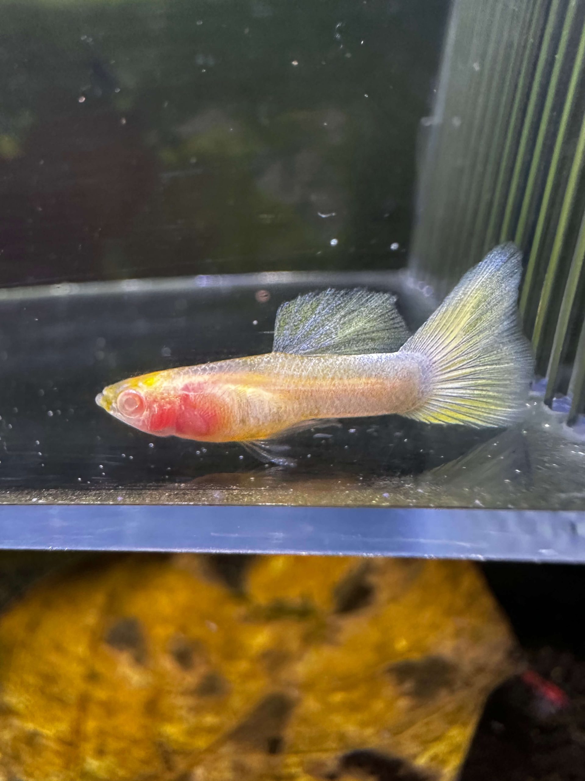 Glass Belly Albink Yellow Tuxedo - Image 5