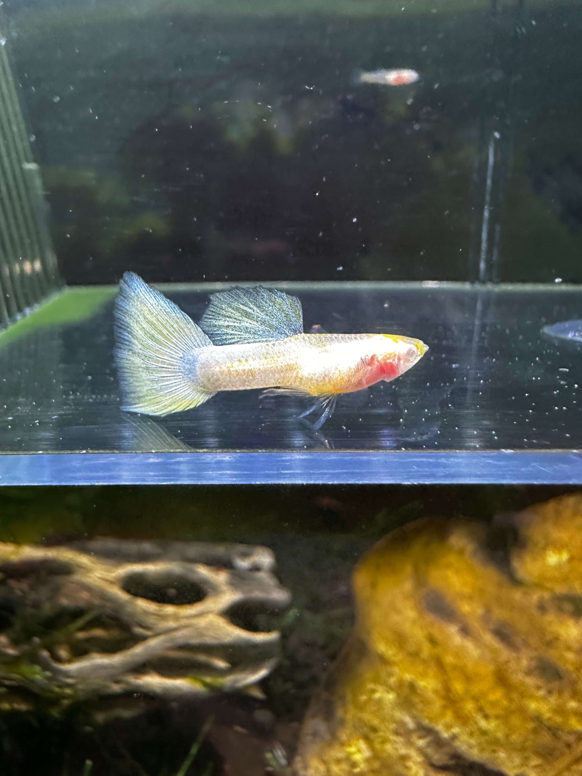 Glass Belly Albink Yellow Tuxedo - Image 6