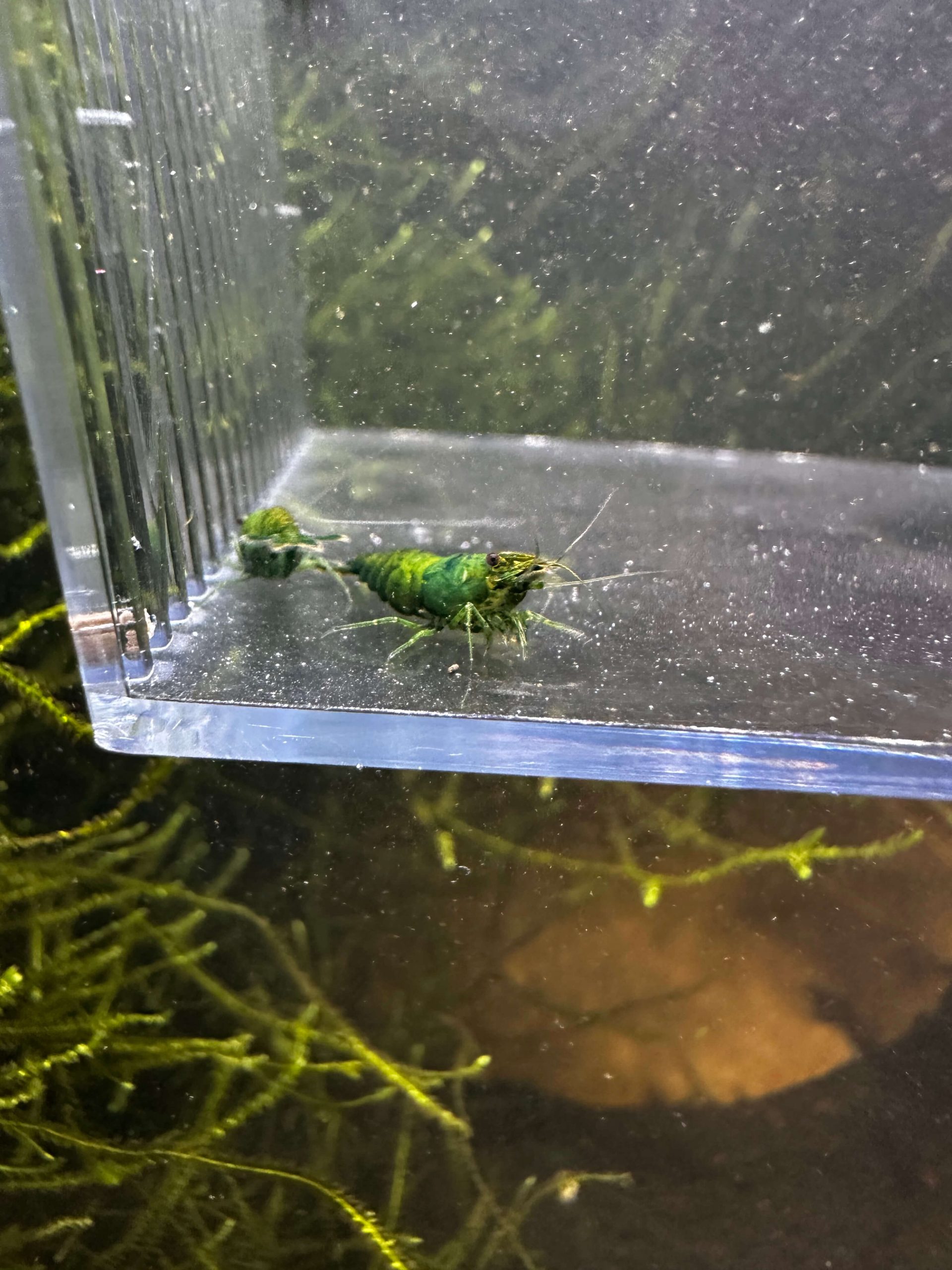 Green Diamond - Image 2