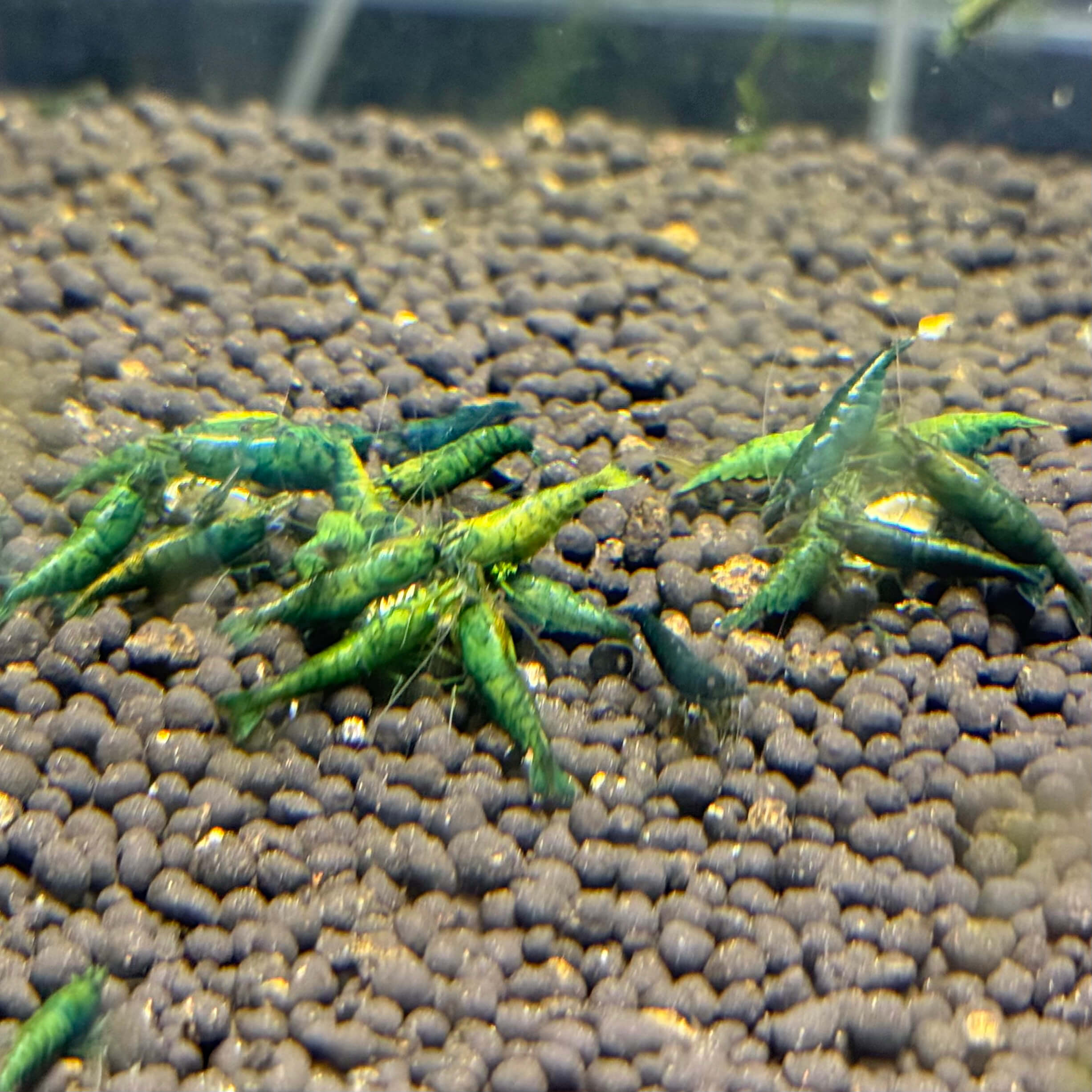 Green Jade - Image 3