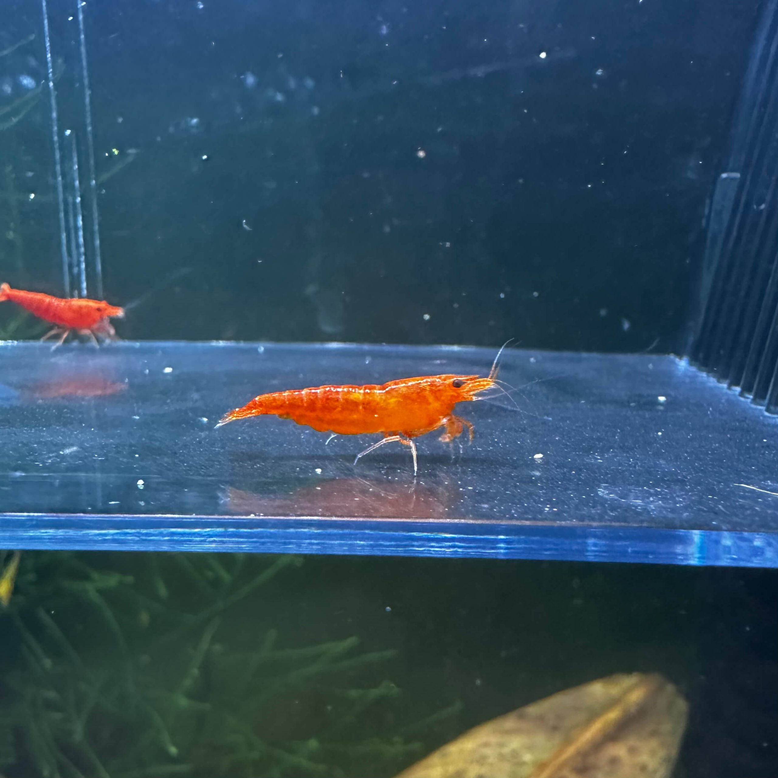 Orange Sunkist - Image 2