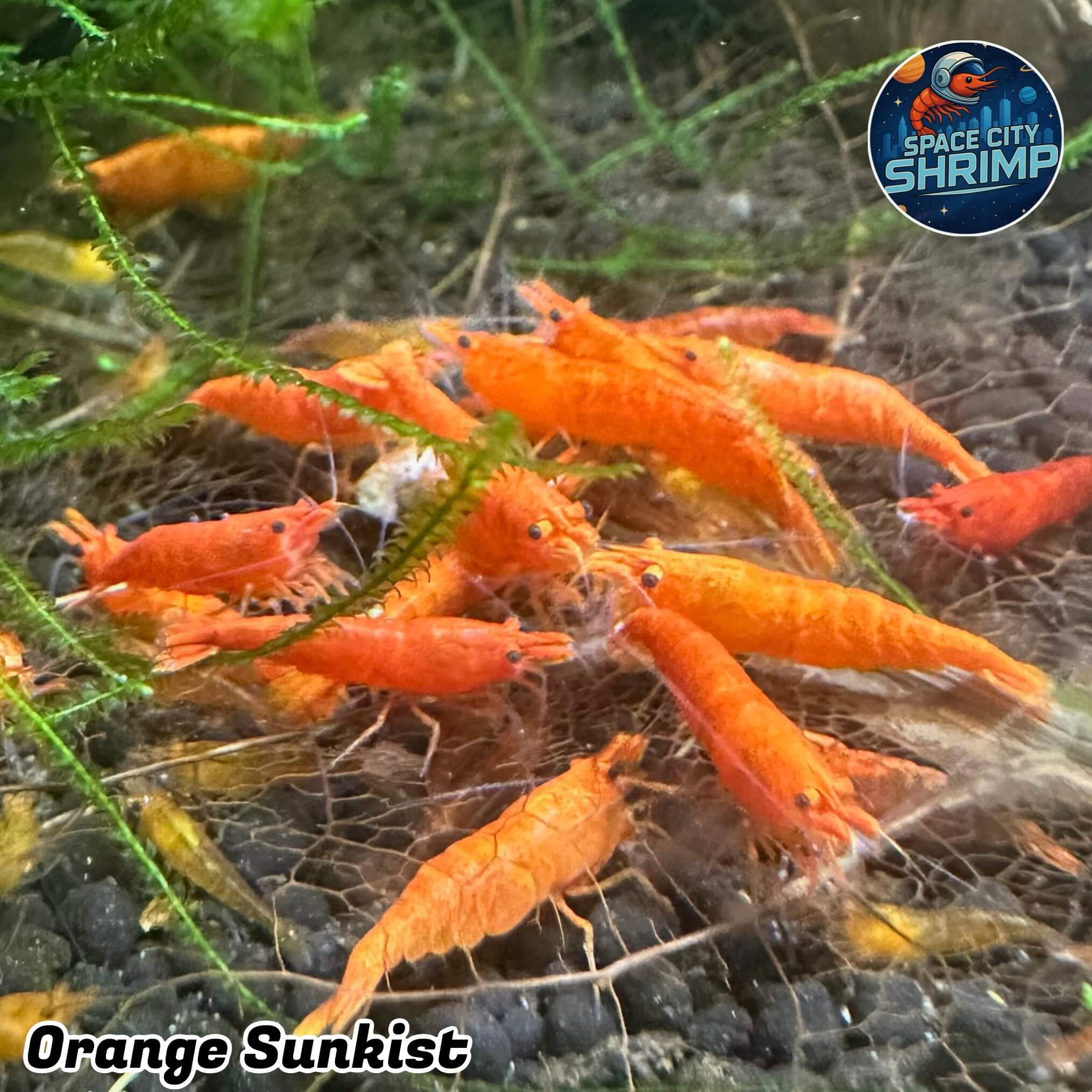 Orange Sunkist