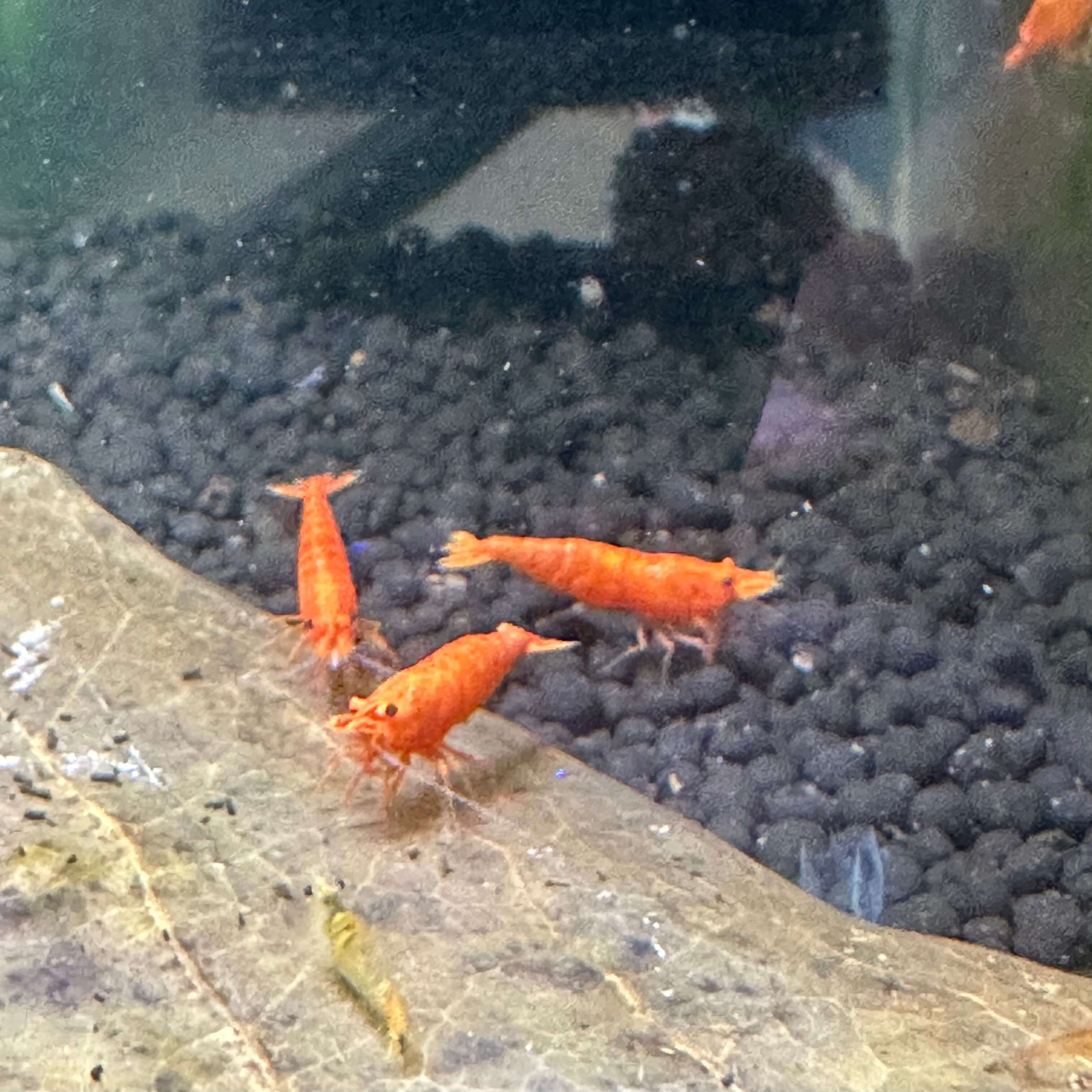Orange Sunkist - Image 3