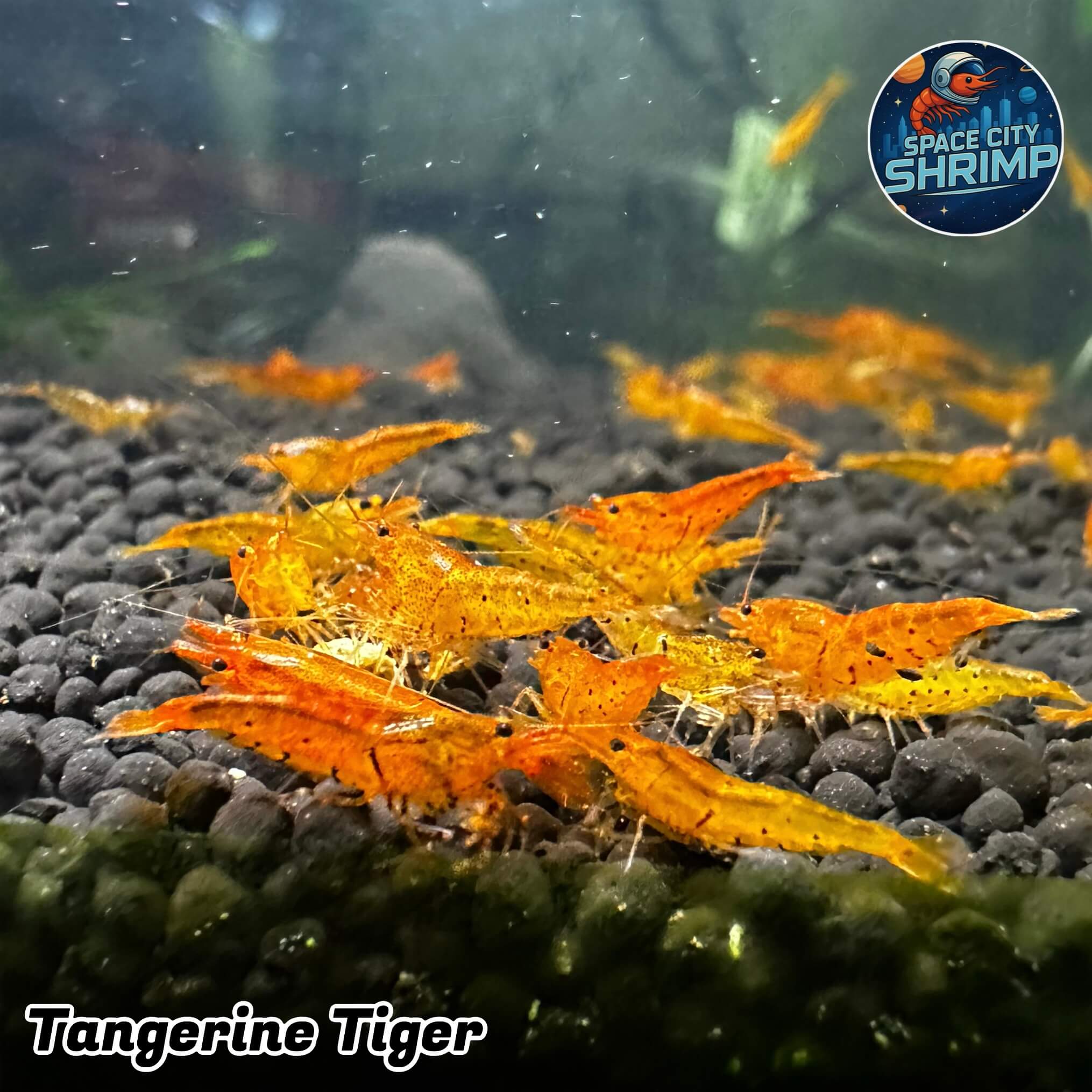 Tangerine Tiger