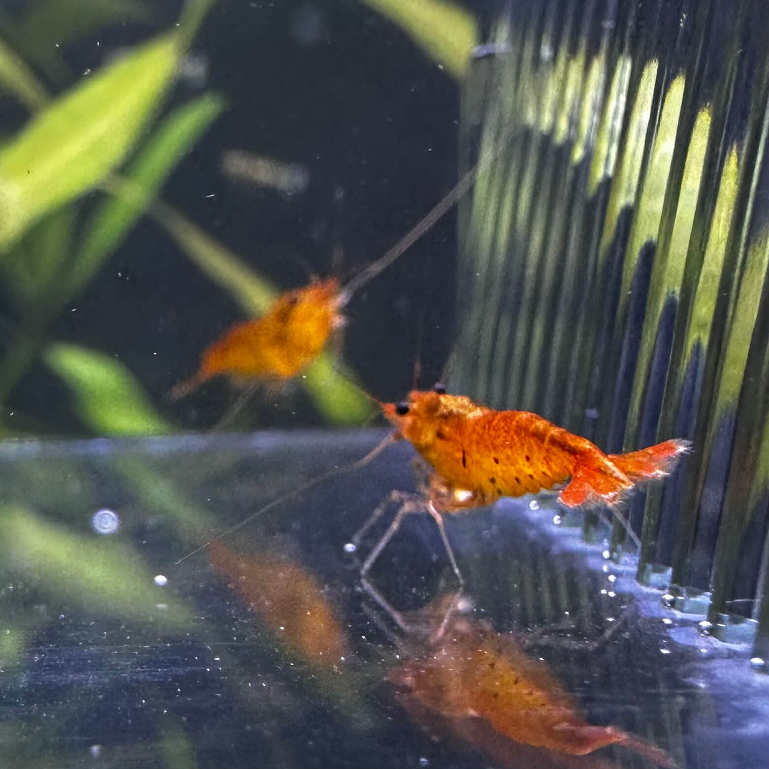 Tangerine Tiger - Image 3