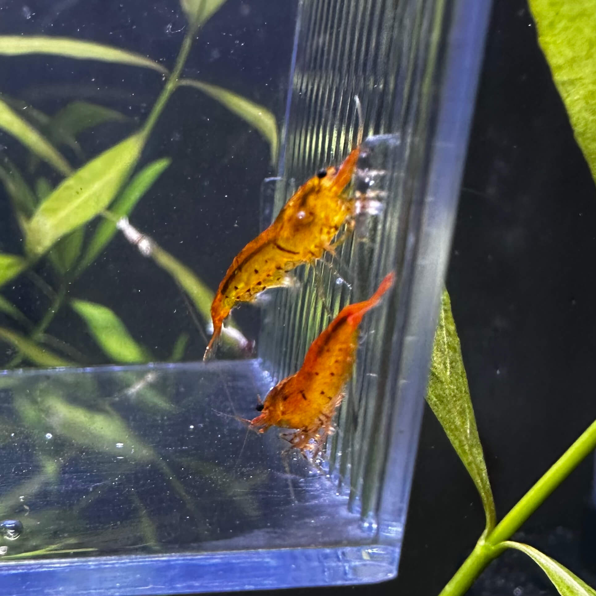 Tangerine Tiger - Image 2