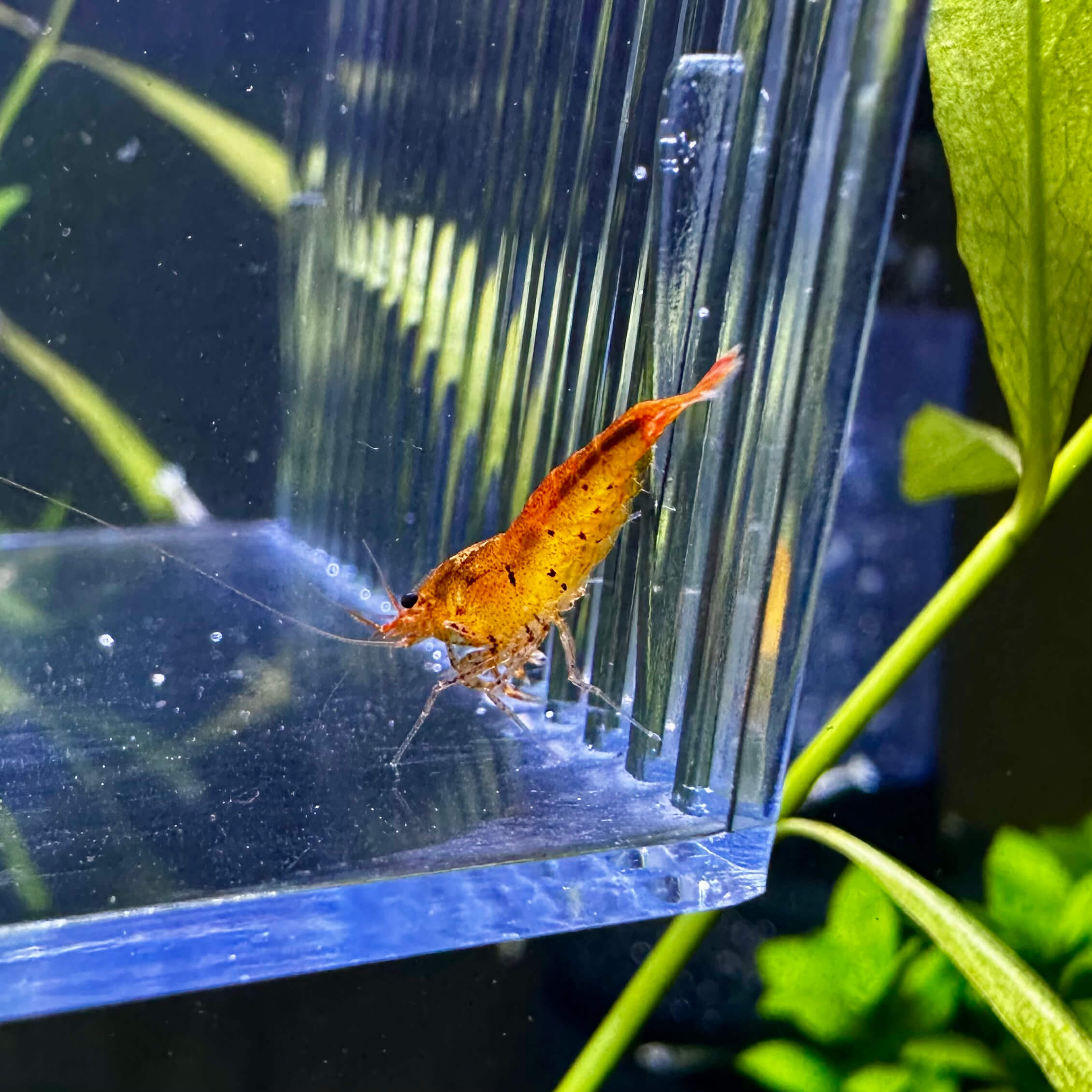 Tangerine Tiger - Image 4