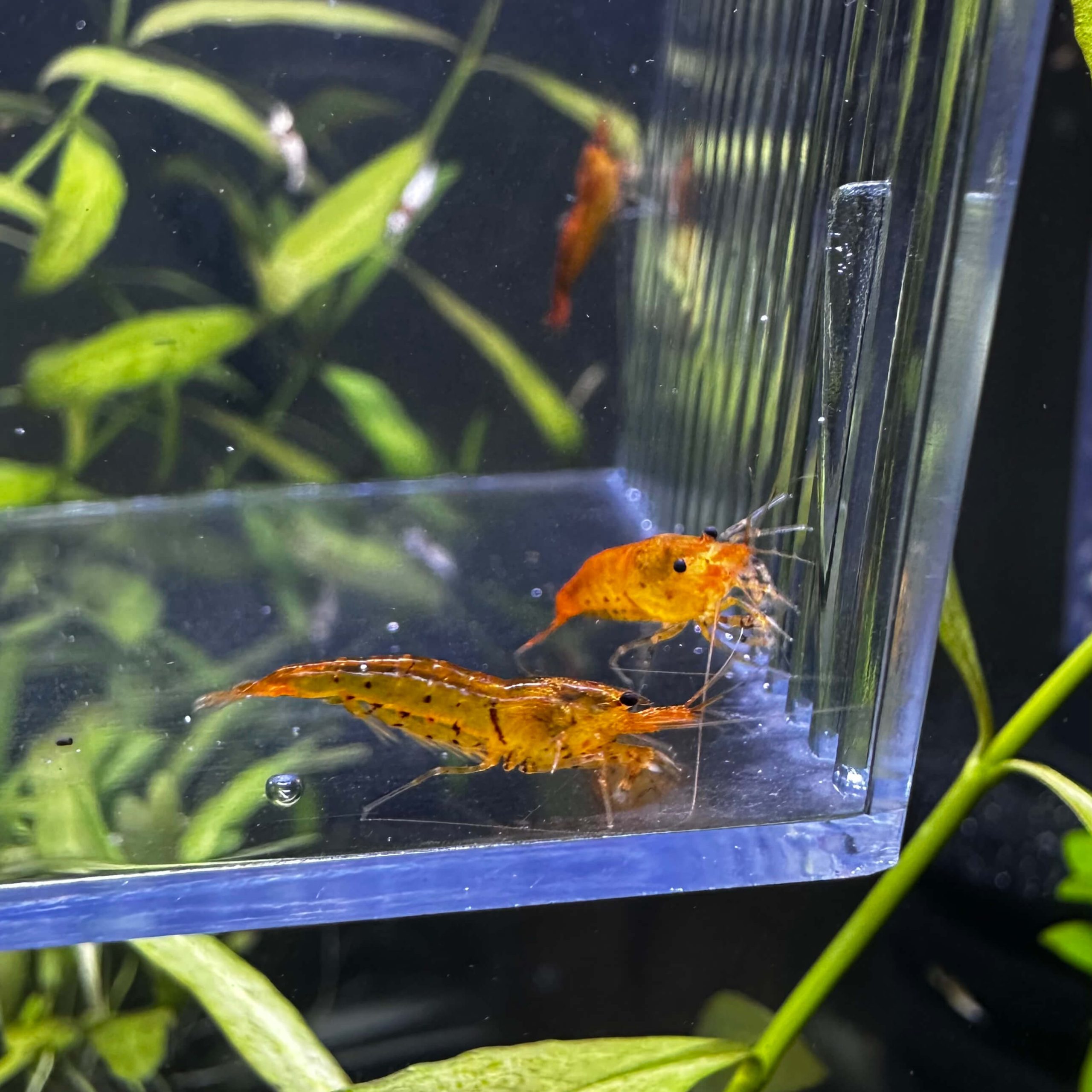 Tangerine Tiger - Image 5