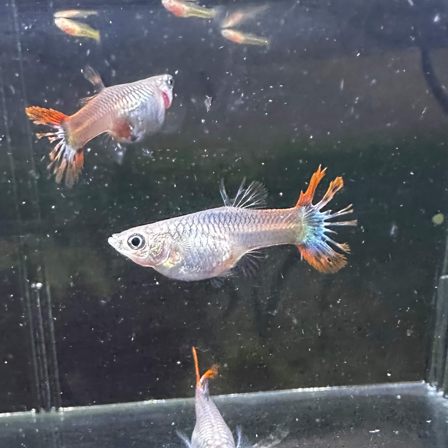 Wild Red Crowntail - Image 3