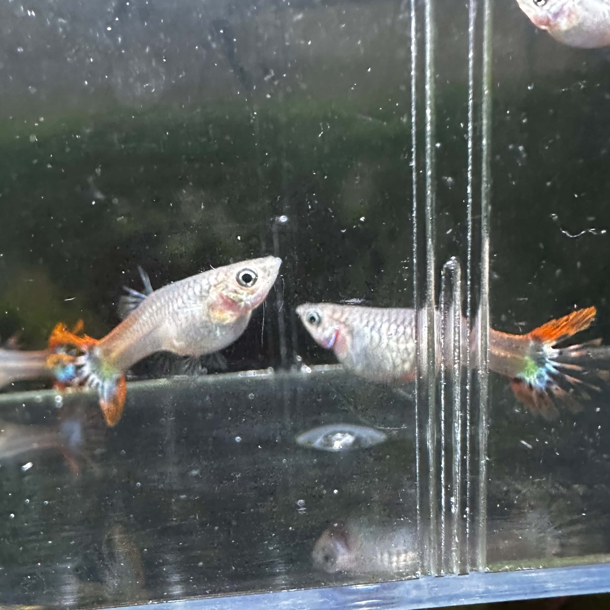 Wild Red Crowntail - Image 5