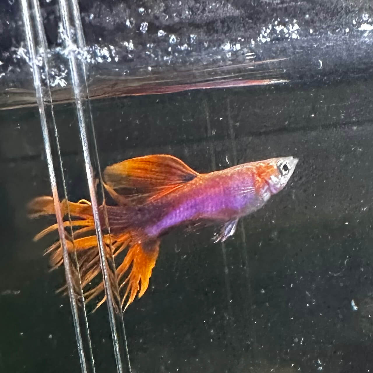 Wild Red Crowntail - Image 2