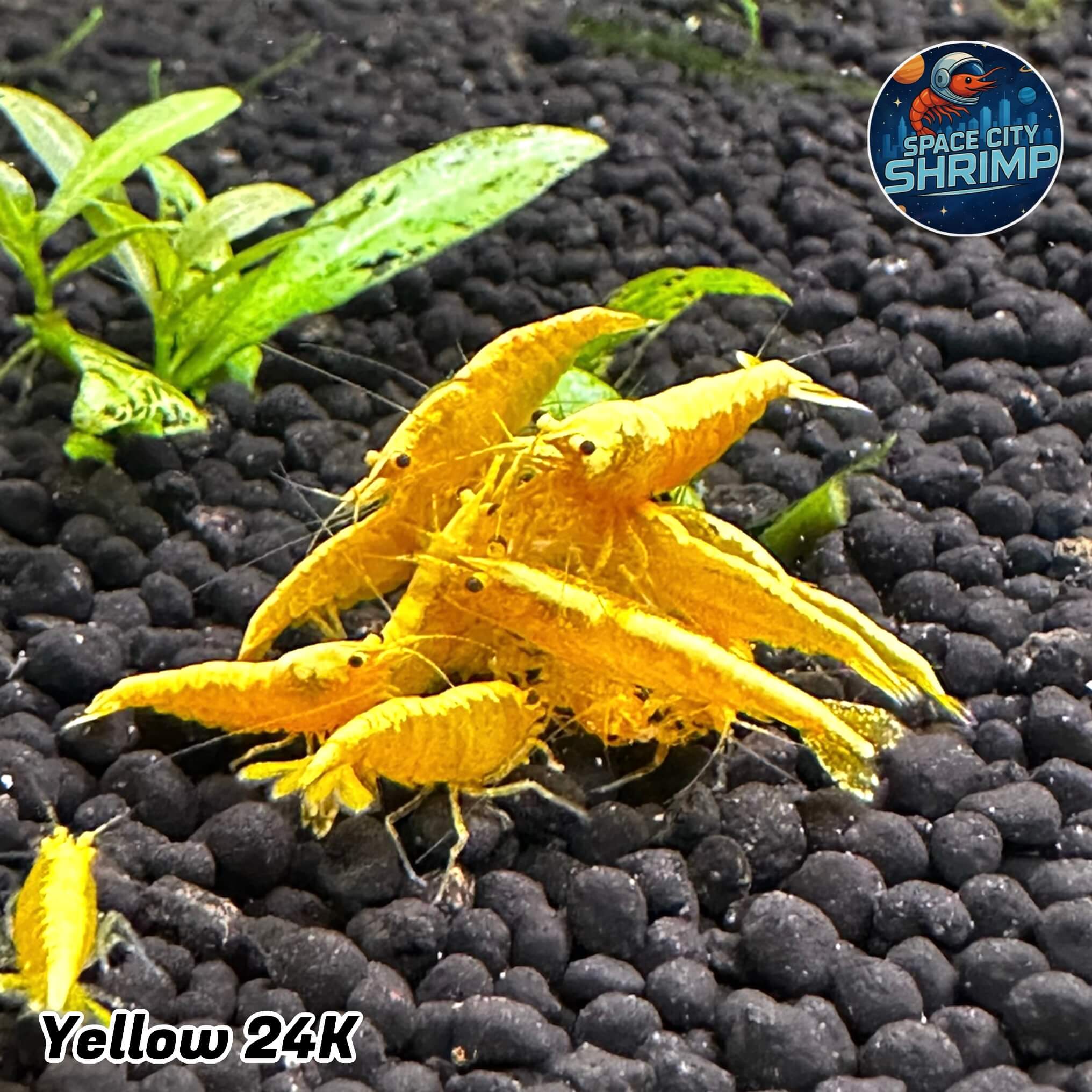 Yellow 24K