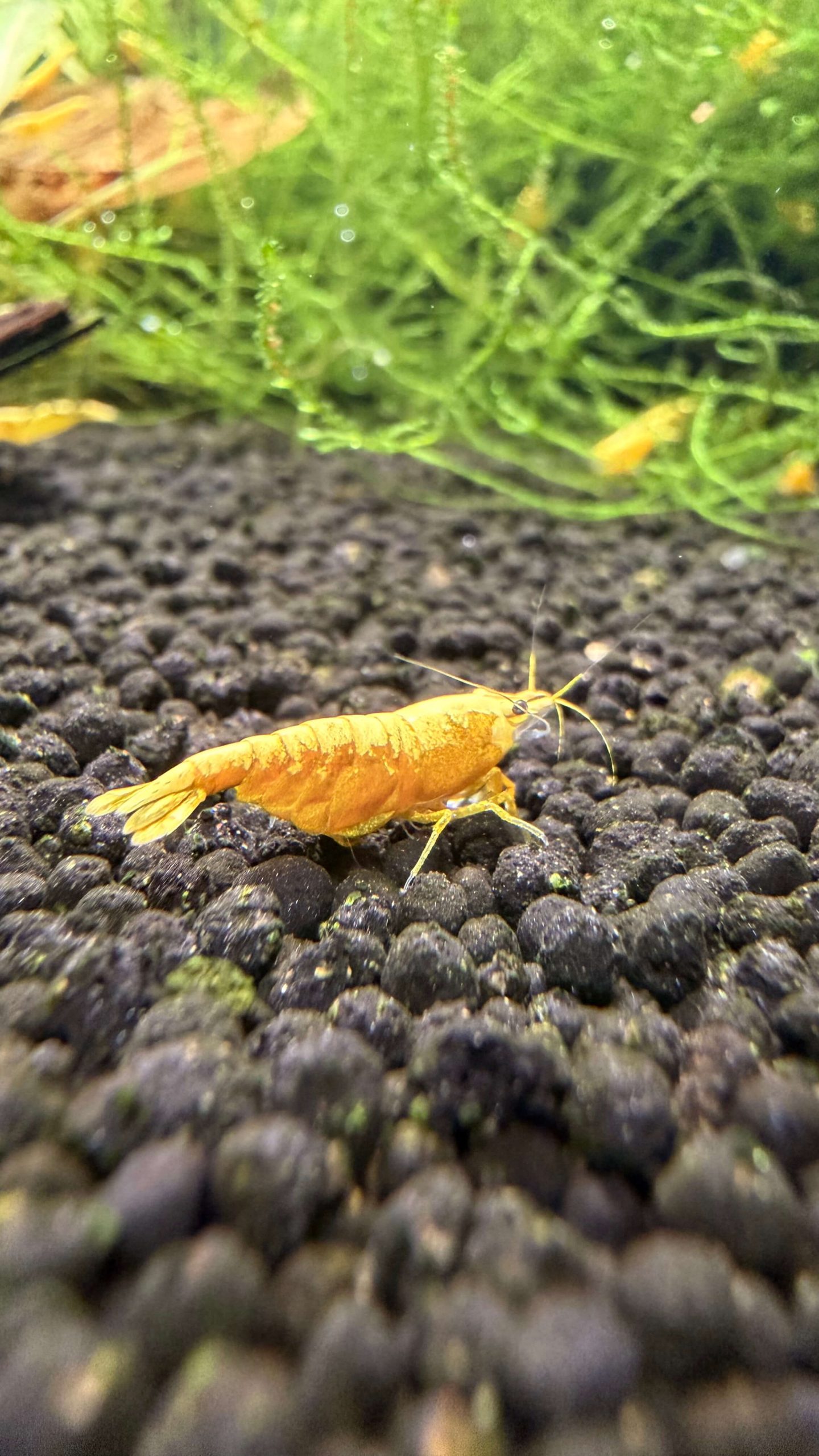 Yellow 24K - Image 10