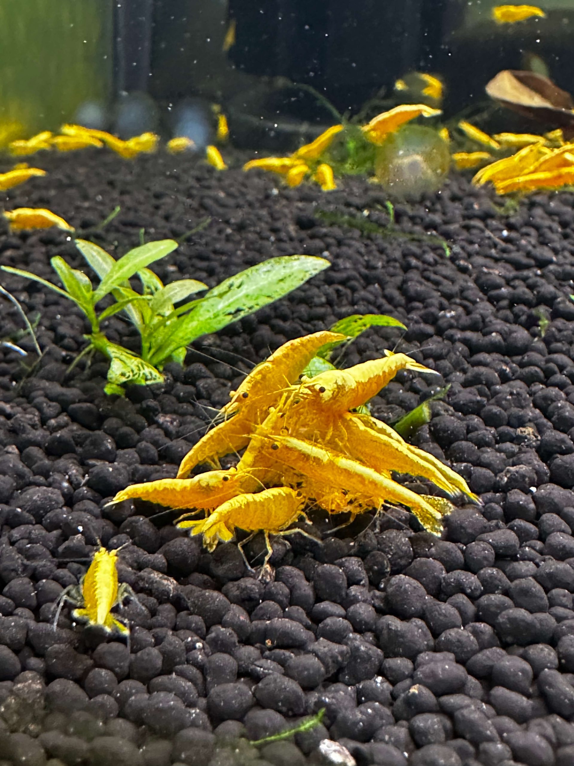 Yellow 24K - Image 7