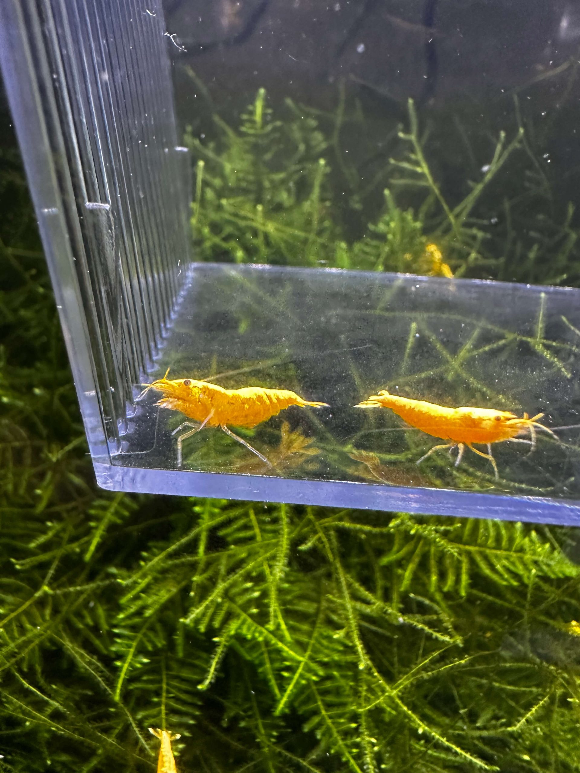 Yellow 24K - Image 8