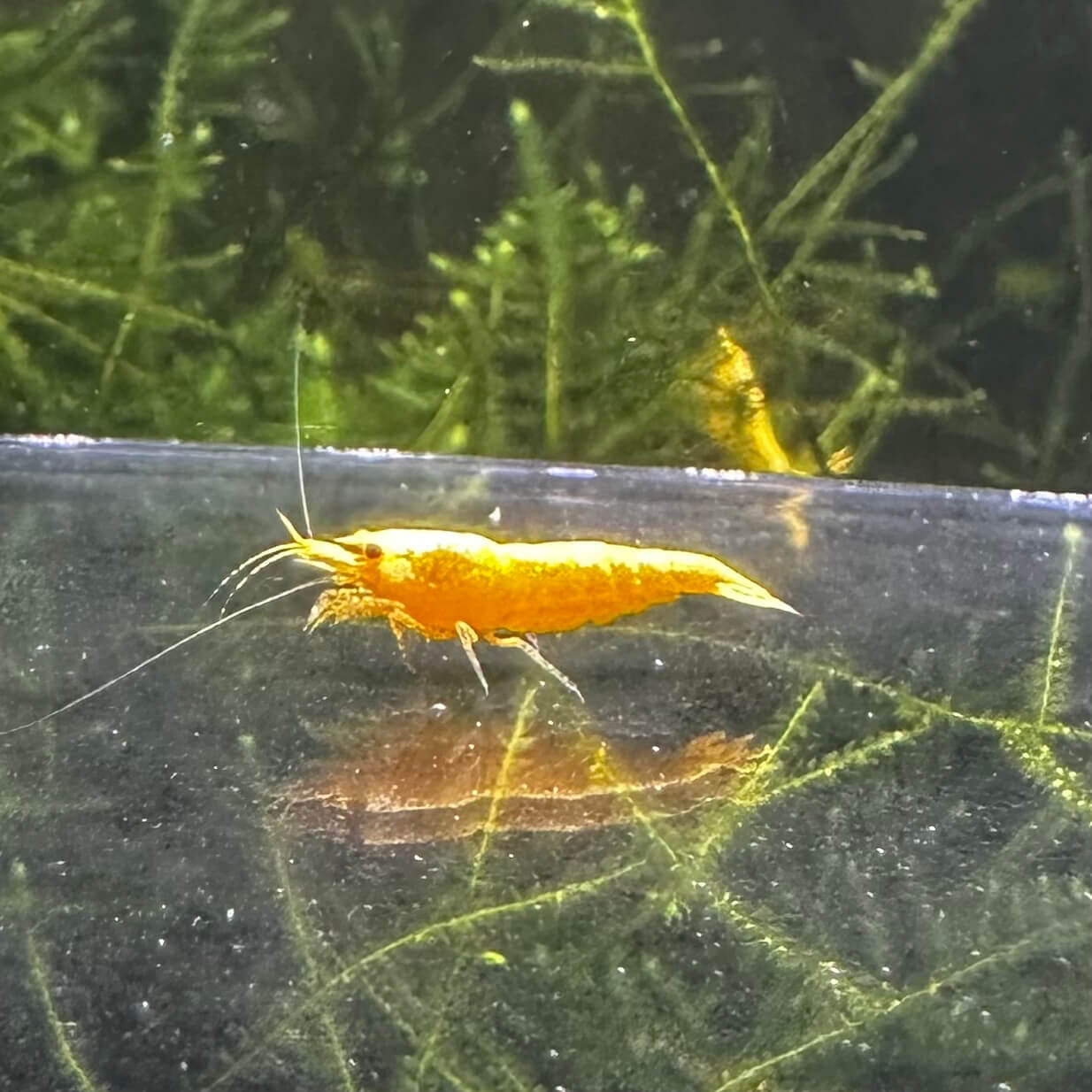 Yellow 24K - Image 5