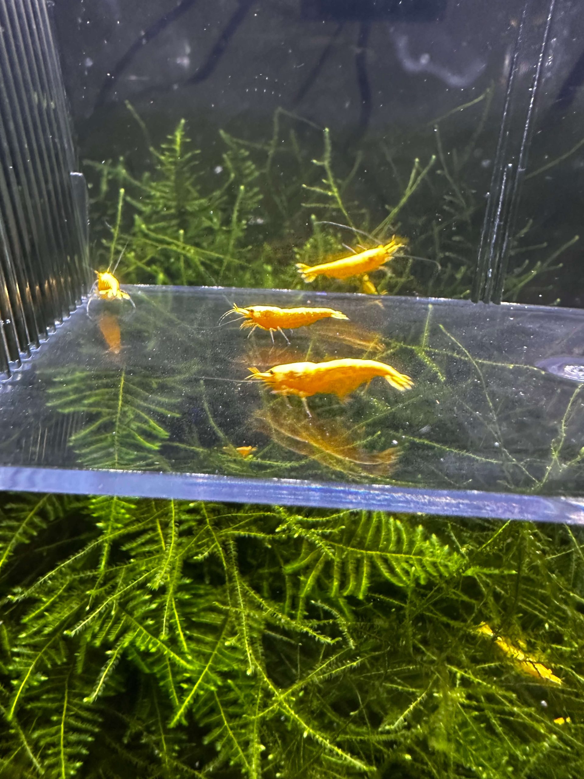 Yellow 24K - Image 11