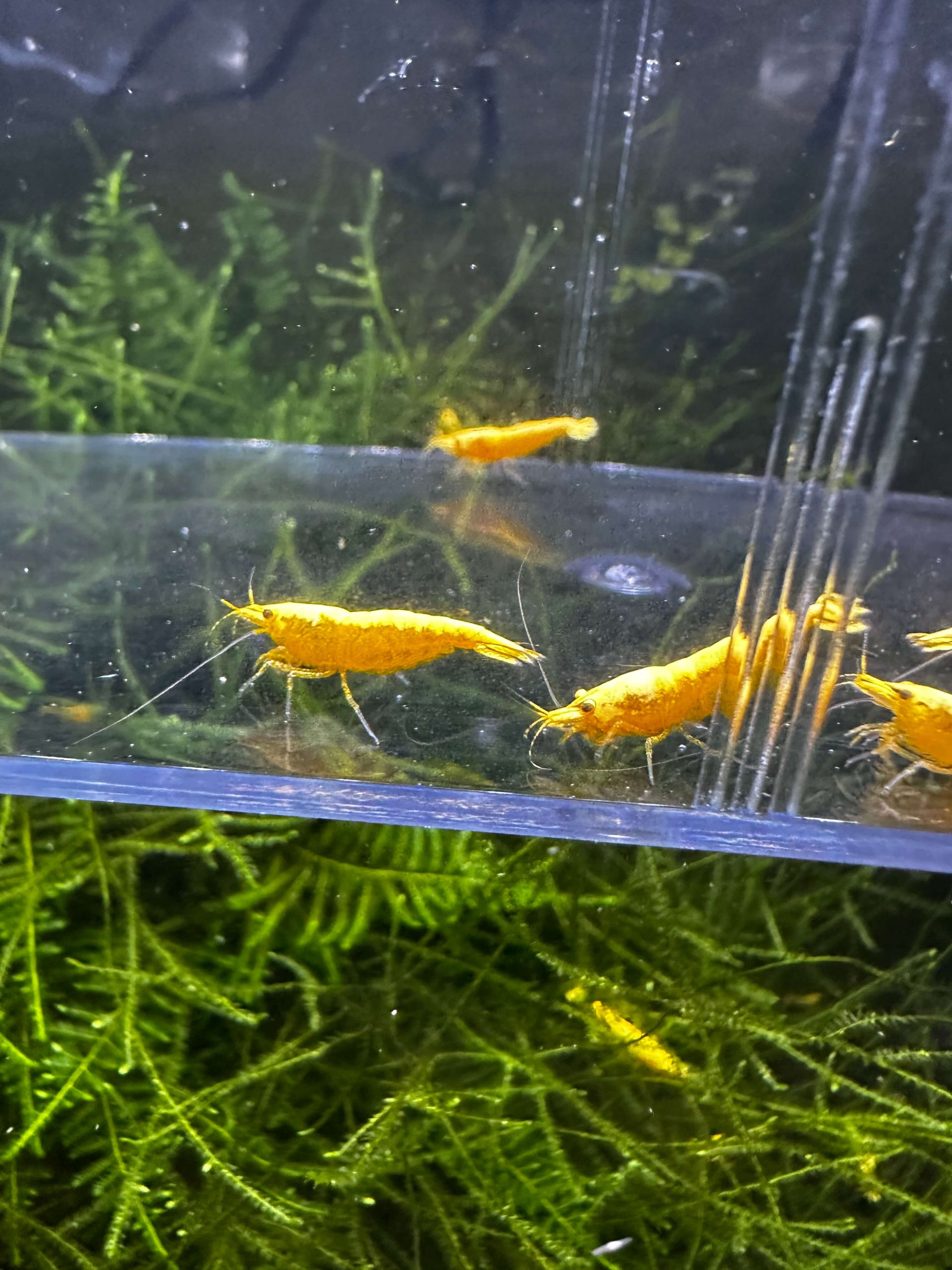 Yellow 24K - Image 9