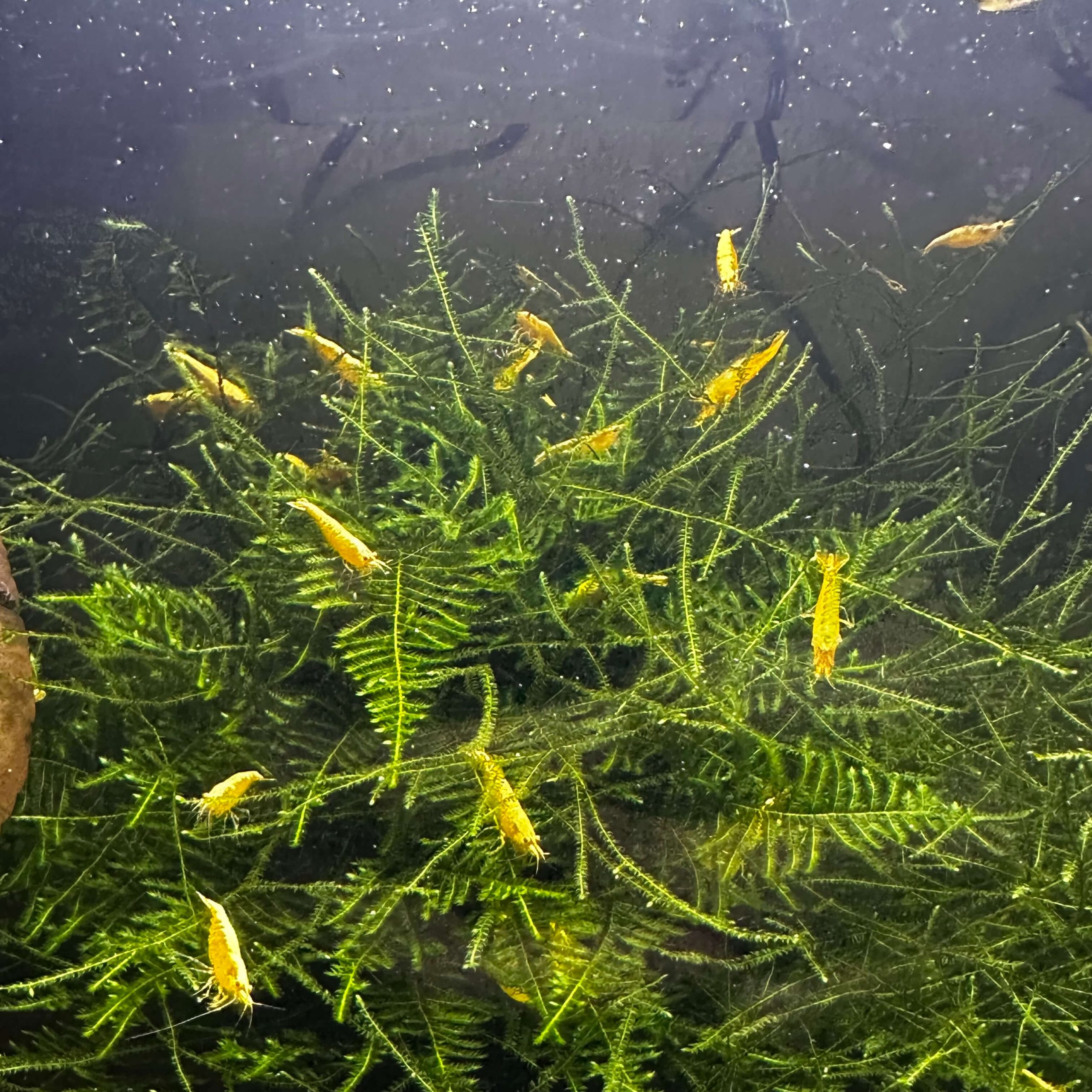 Yellow 24K - Image 4