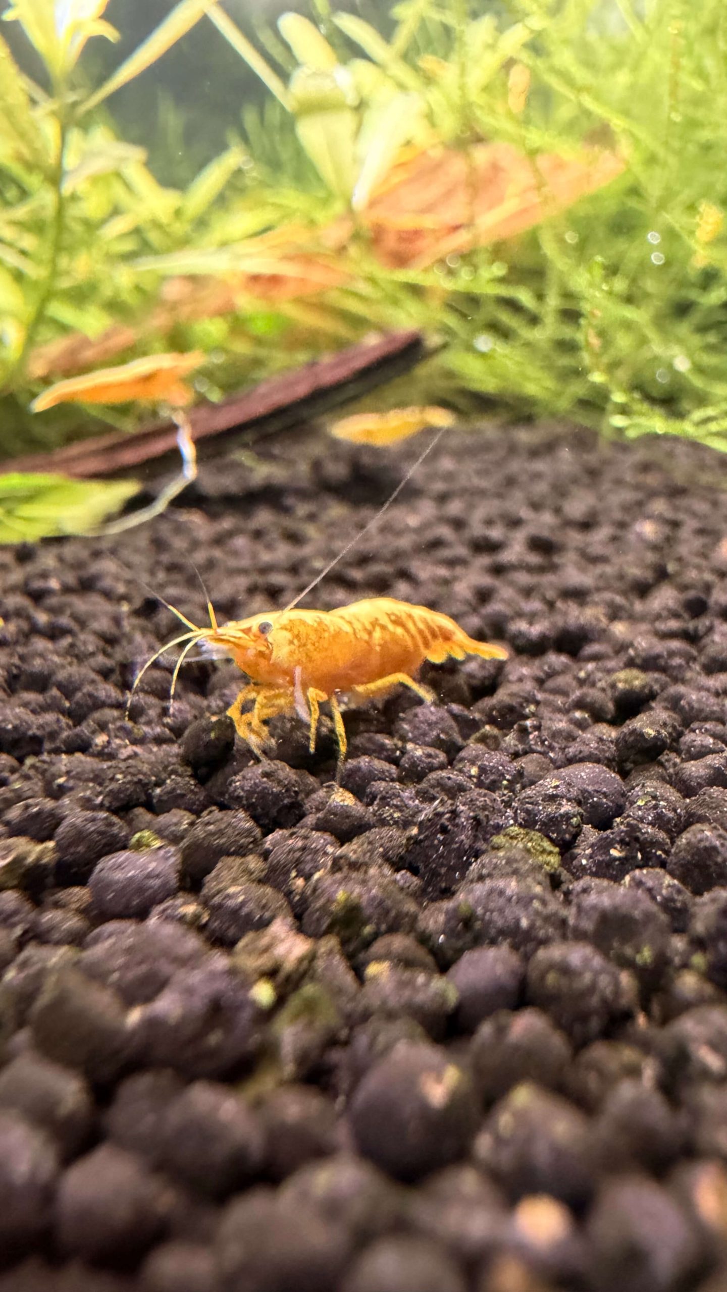 Yellow 24K - Image 2