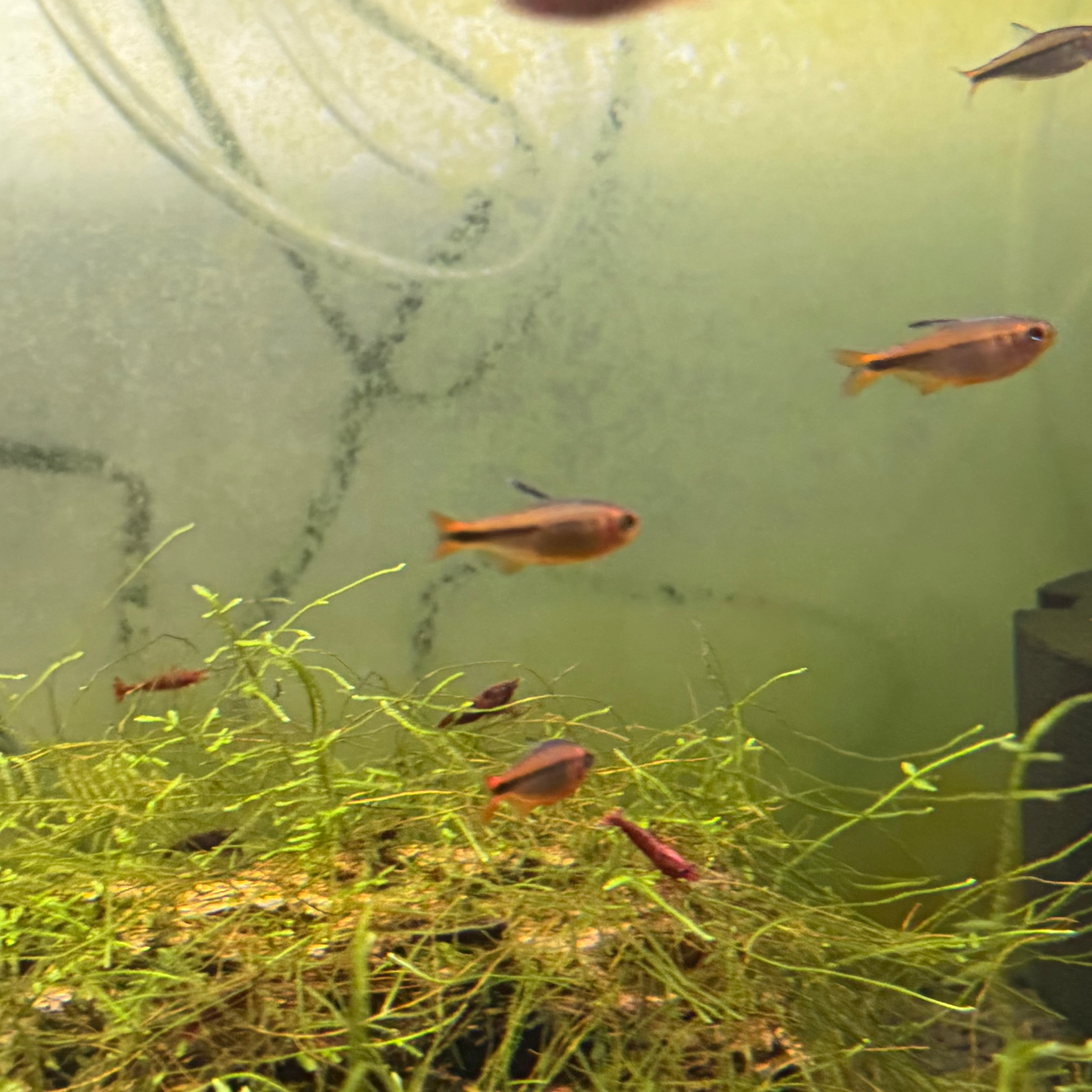Fire Ant Tetra - Image 9